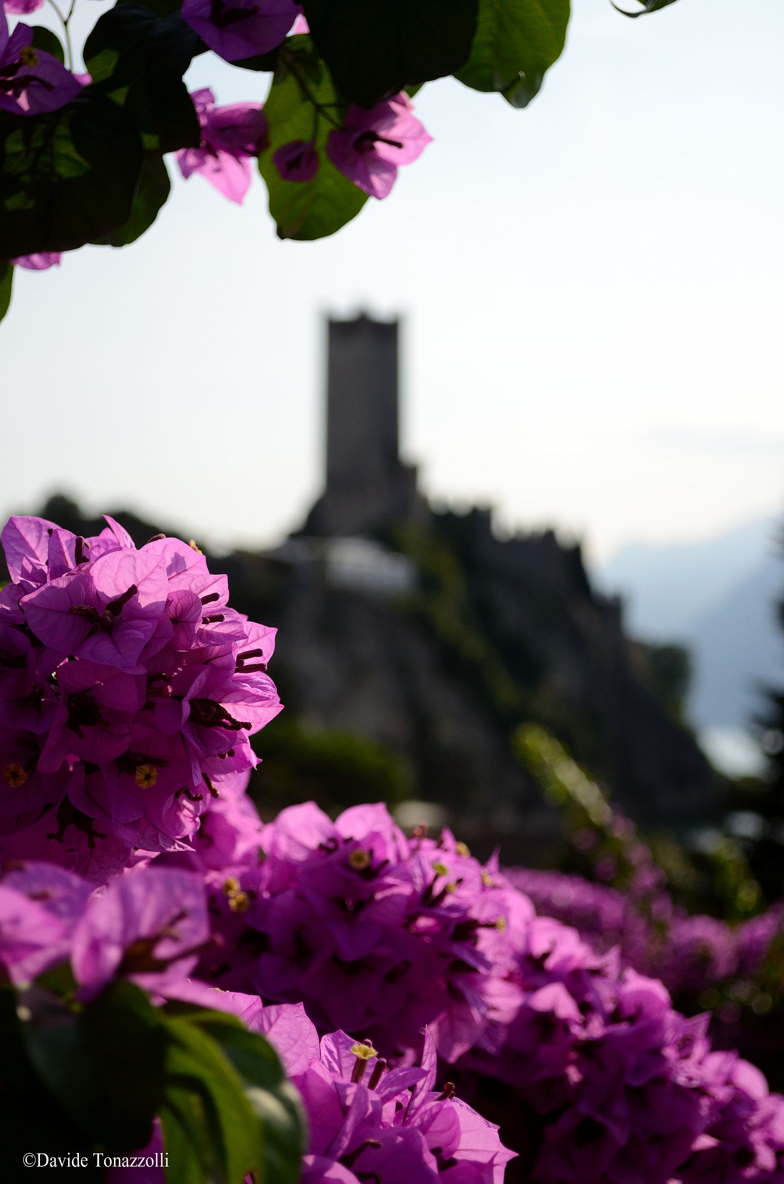 The realm of flowers...