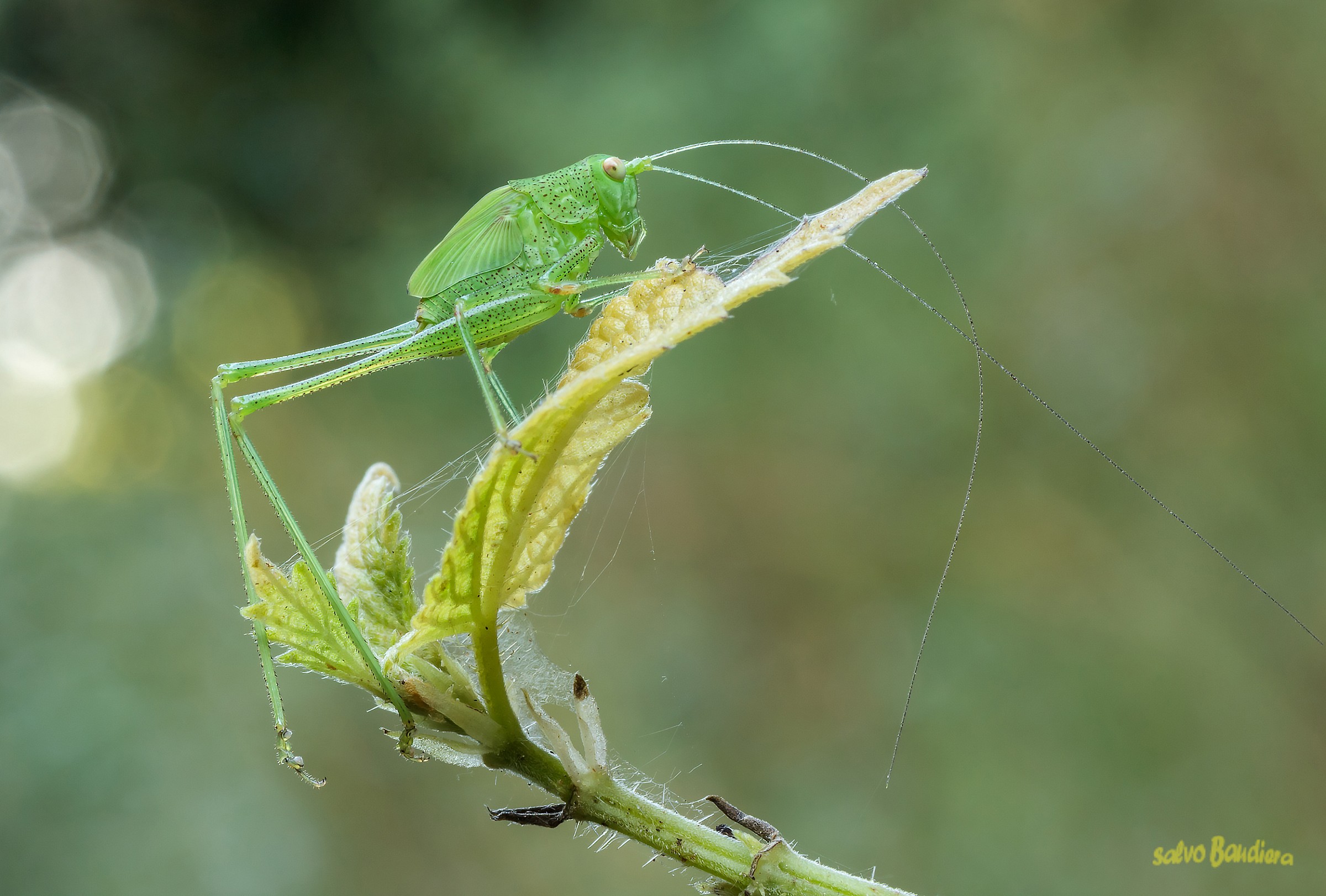 Green cricket ......