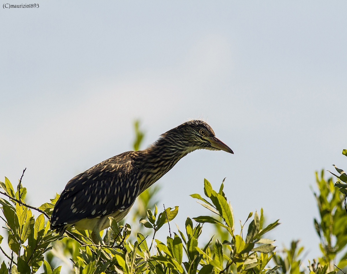 Night Heron juv backlight...