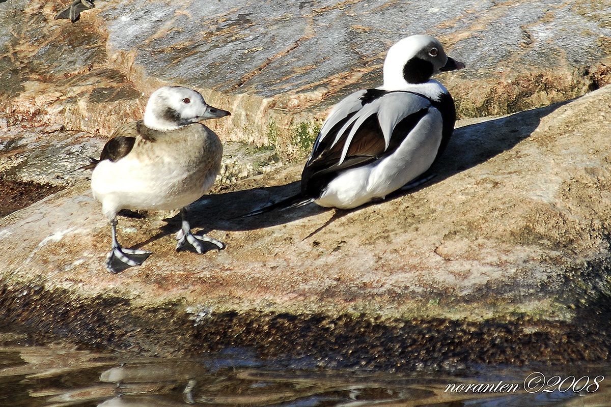 Moretta Long-tailed Duck...