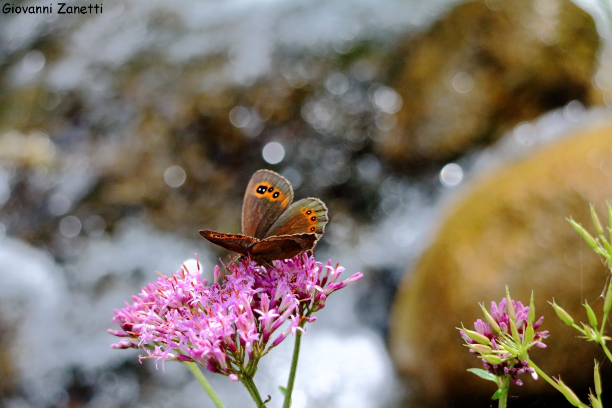 Butterfly on water...