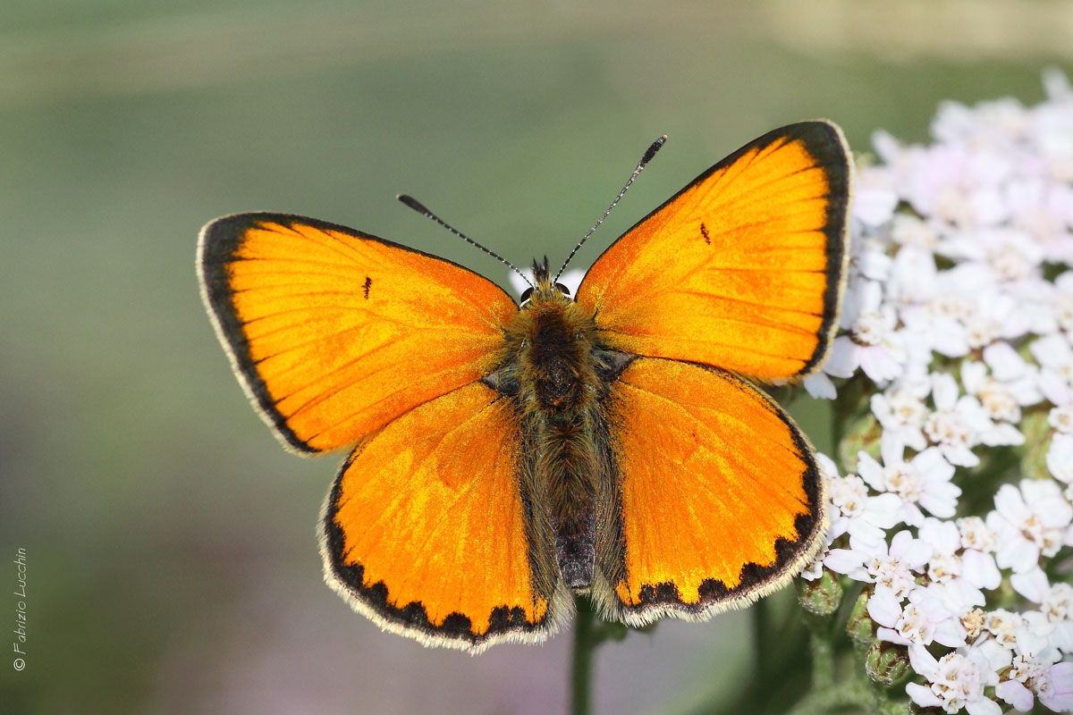 Lycaena Virgaureae maschio...