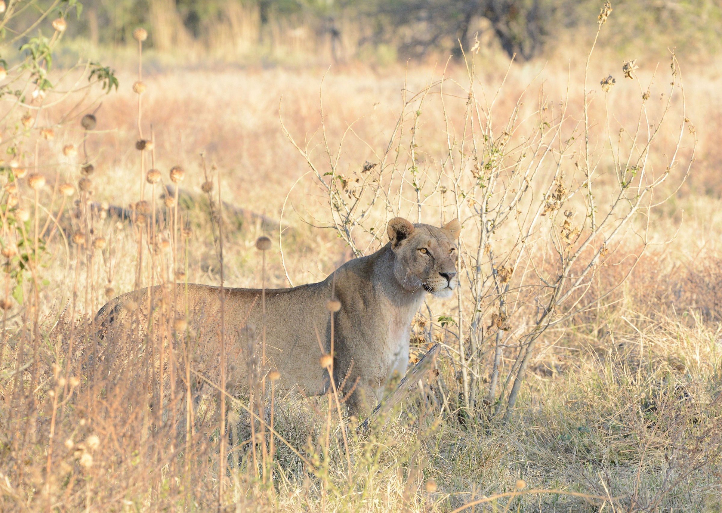 lioness...