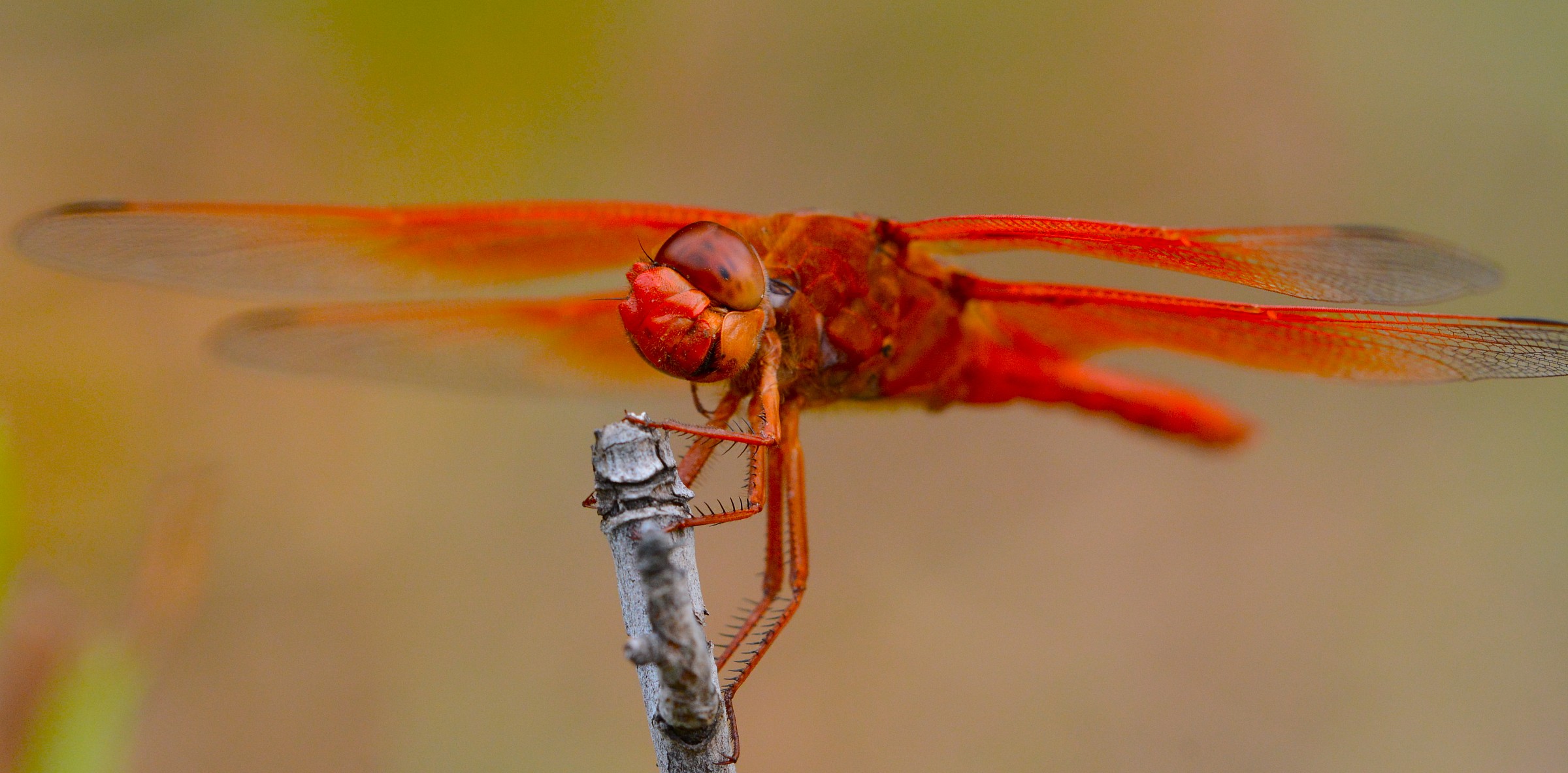 Flame Skimmer dragonfly...