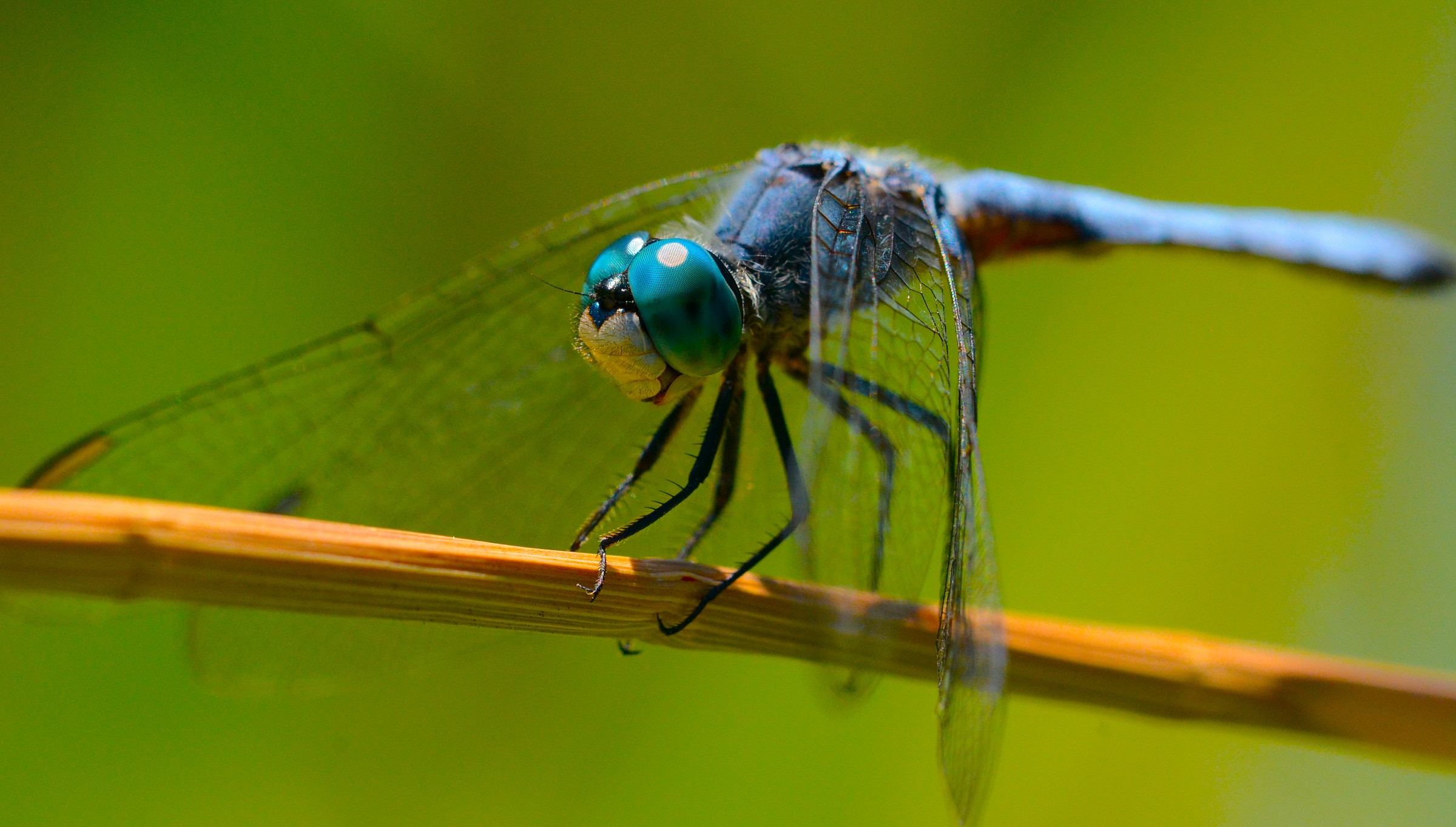Blue Dasher dragonfly...