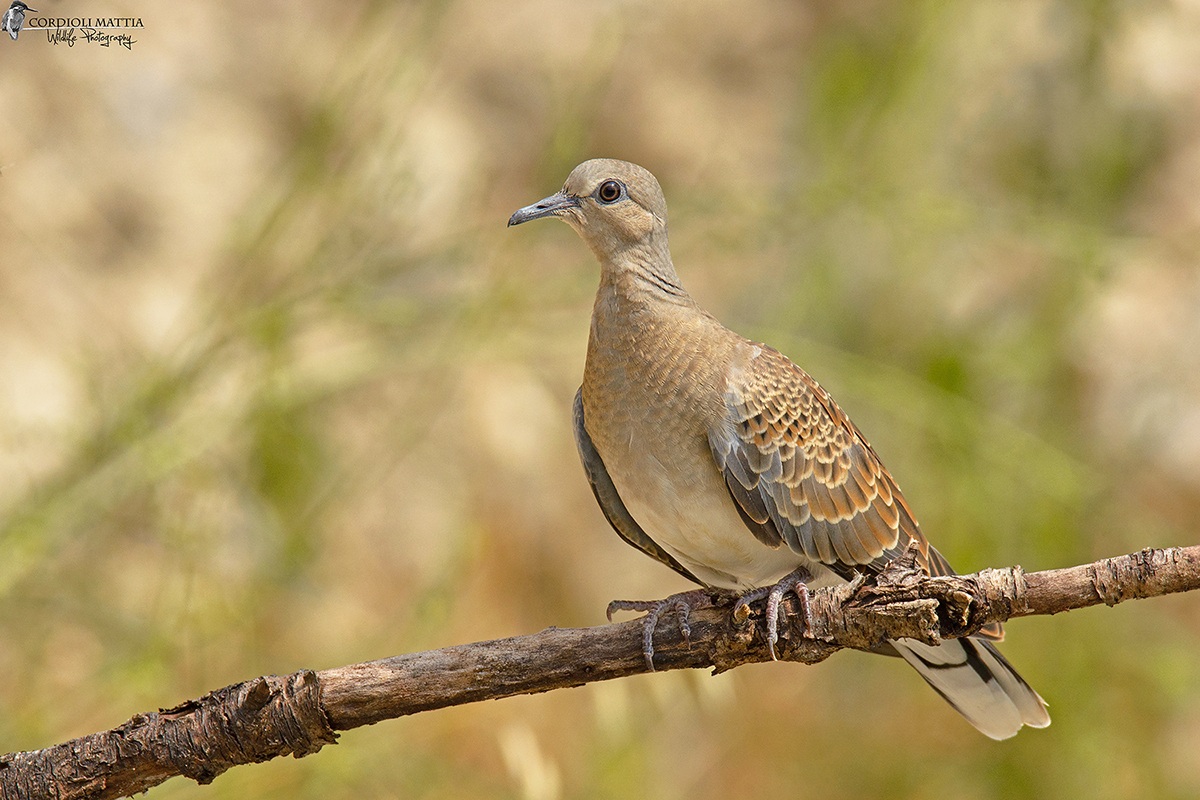 turtle dove...