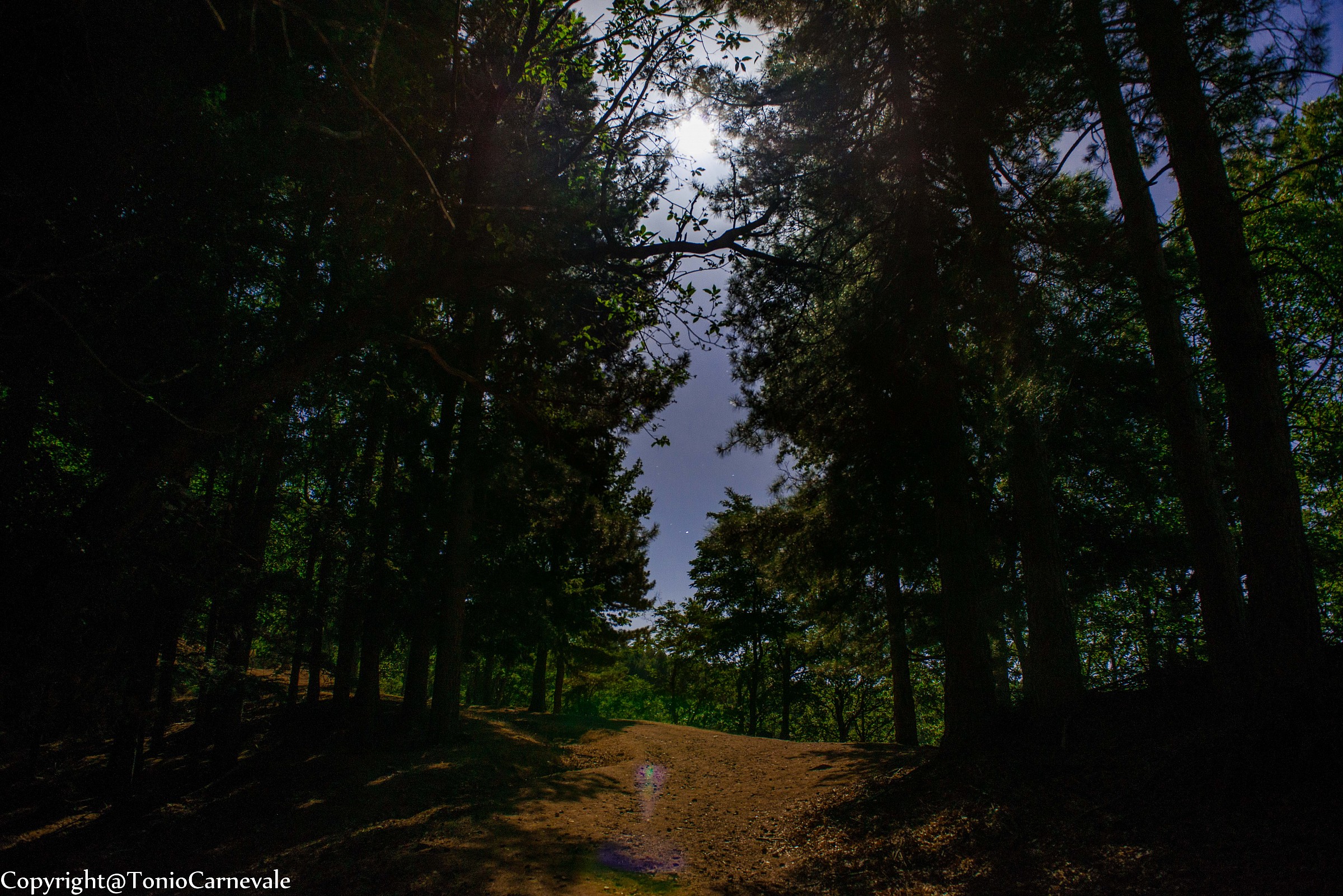 una notte nel bosco...