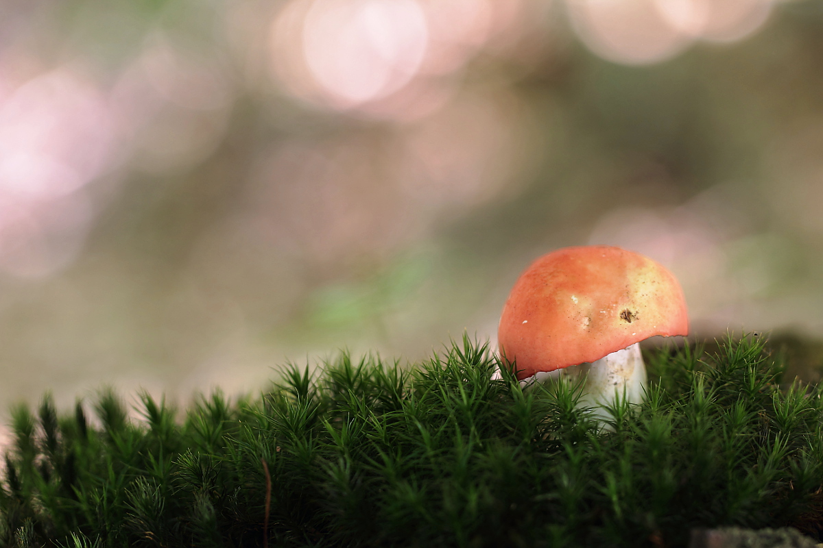 Russula lepida...