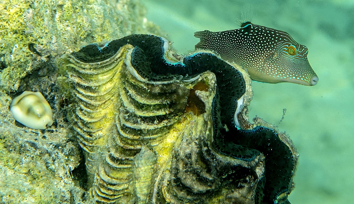 Framework of the sea...
