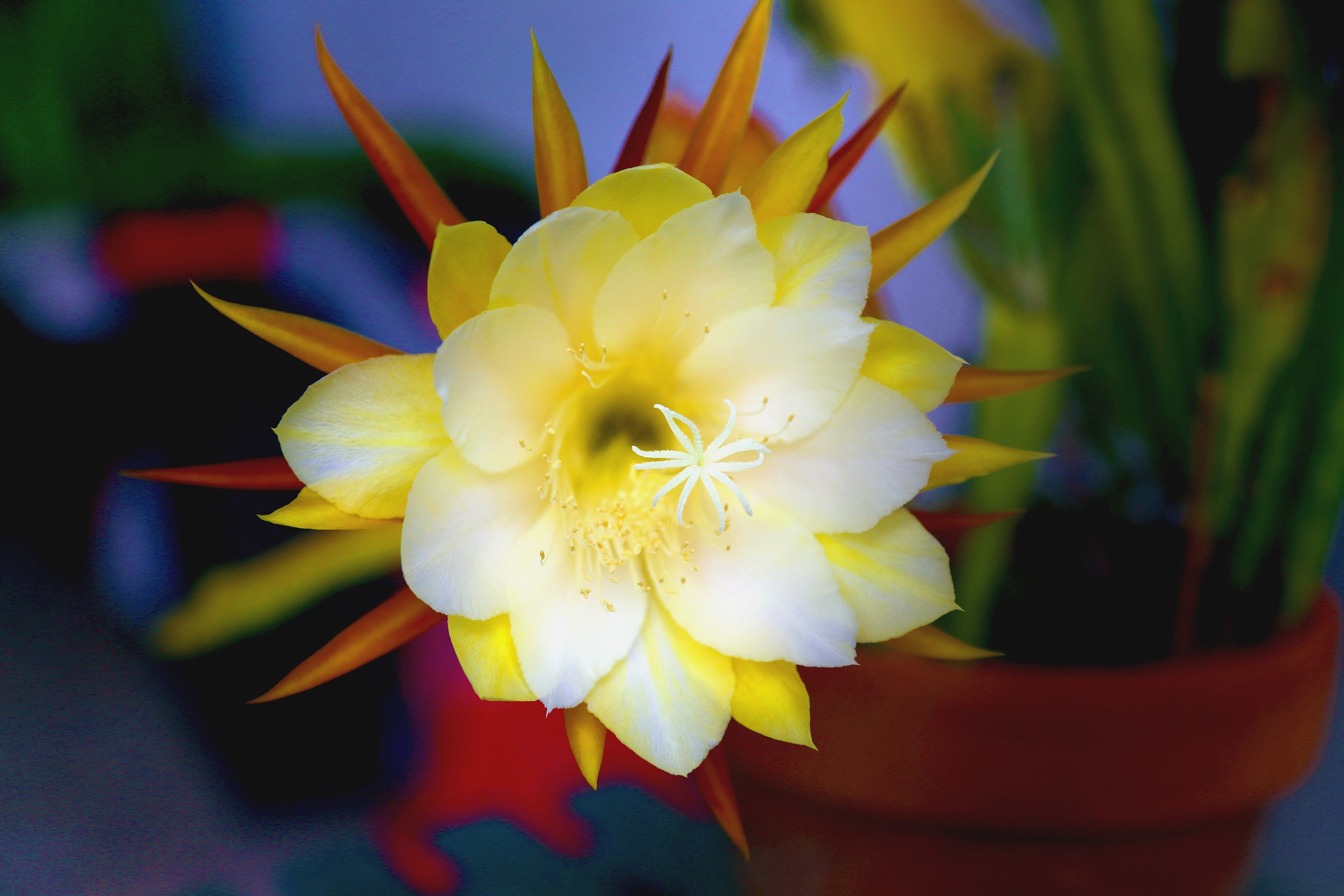 Cactus Flower 7...