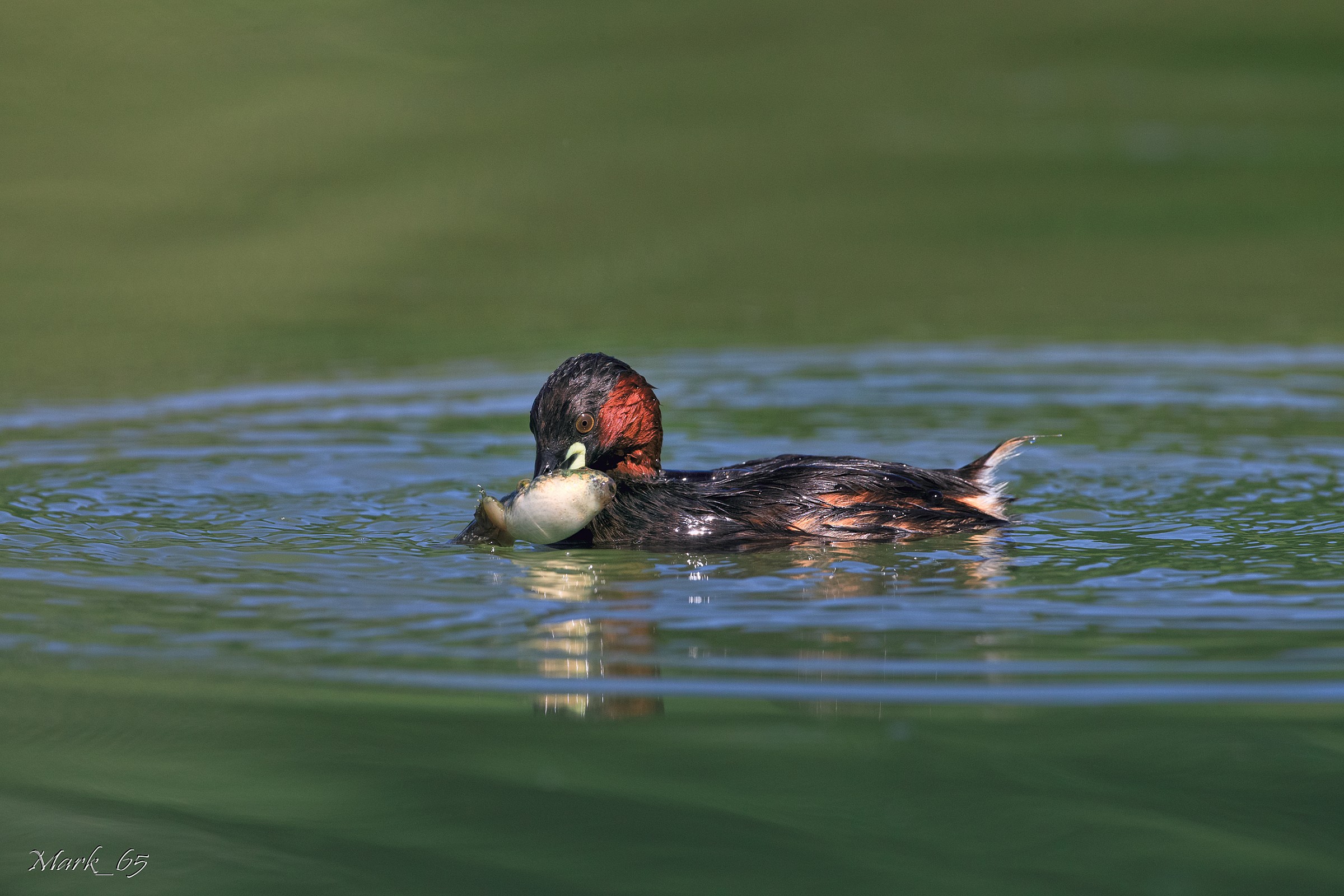 Little Grebe with tadpole...