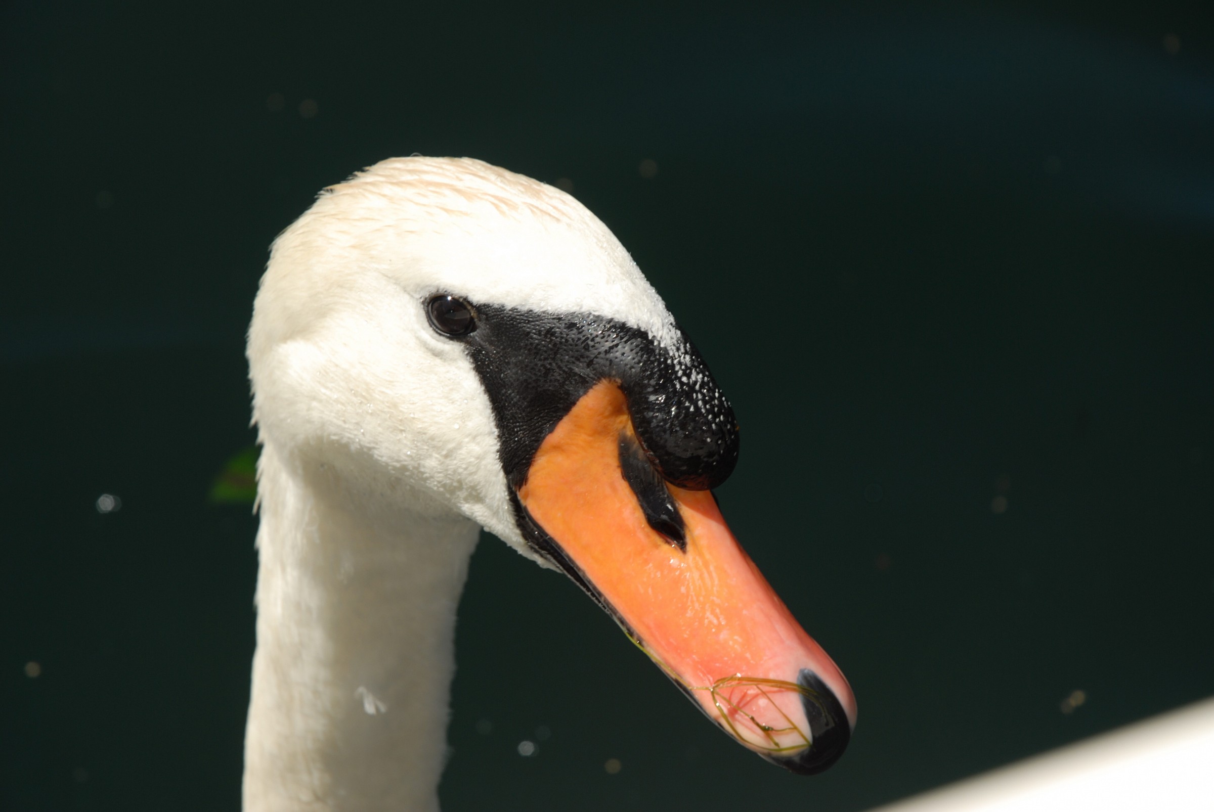 Swan Lake piona...