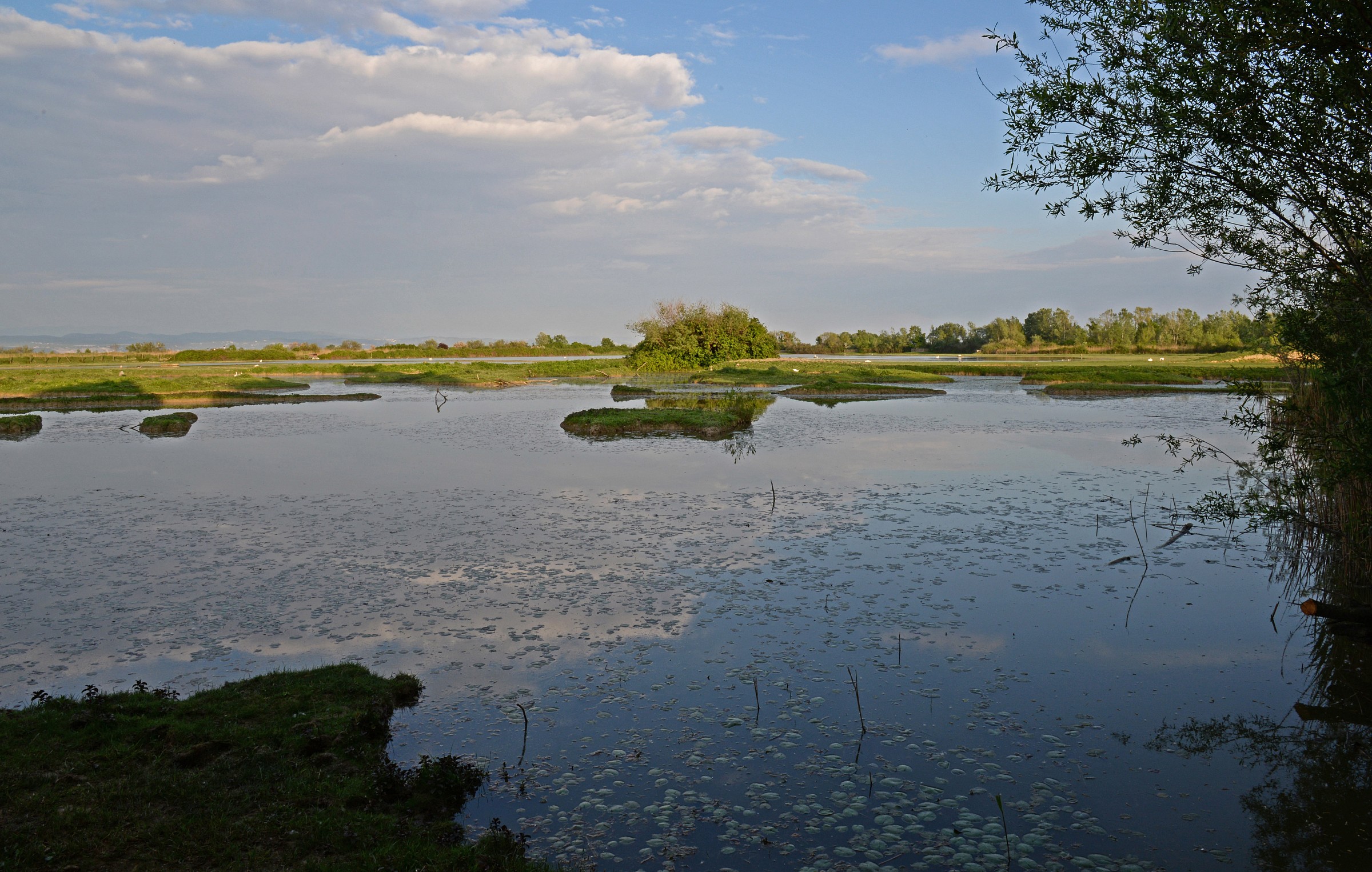 Isola della Cona -go-...