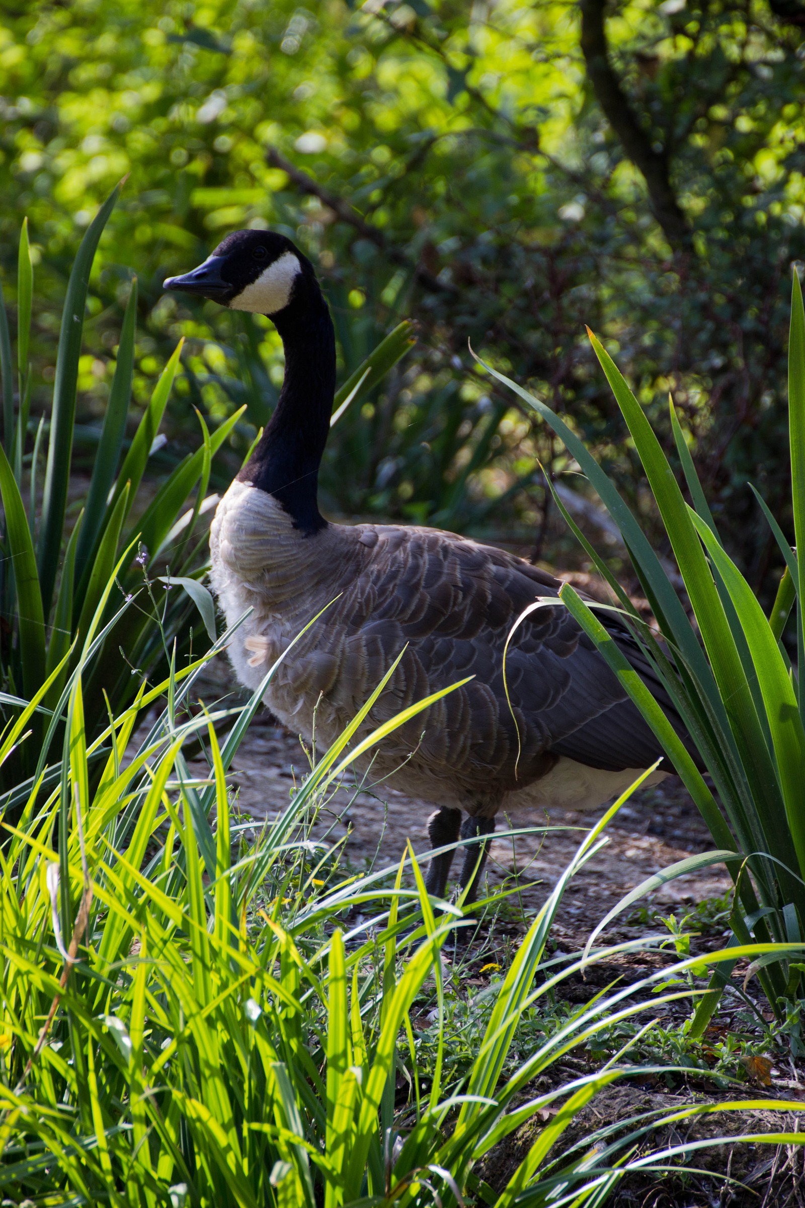 Canada Goose...