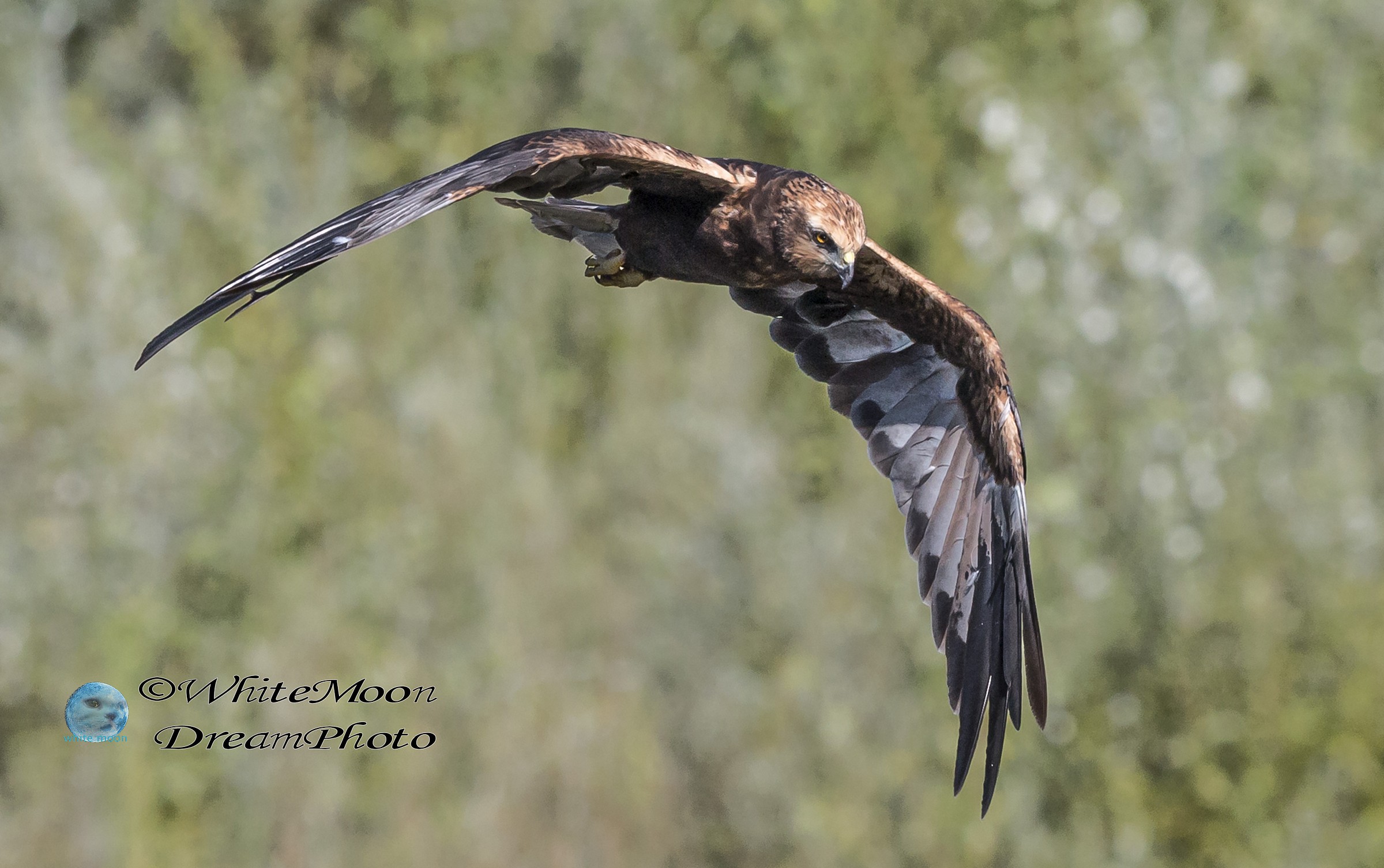 marsh hawk on the prowl...