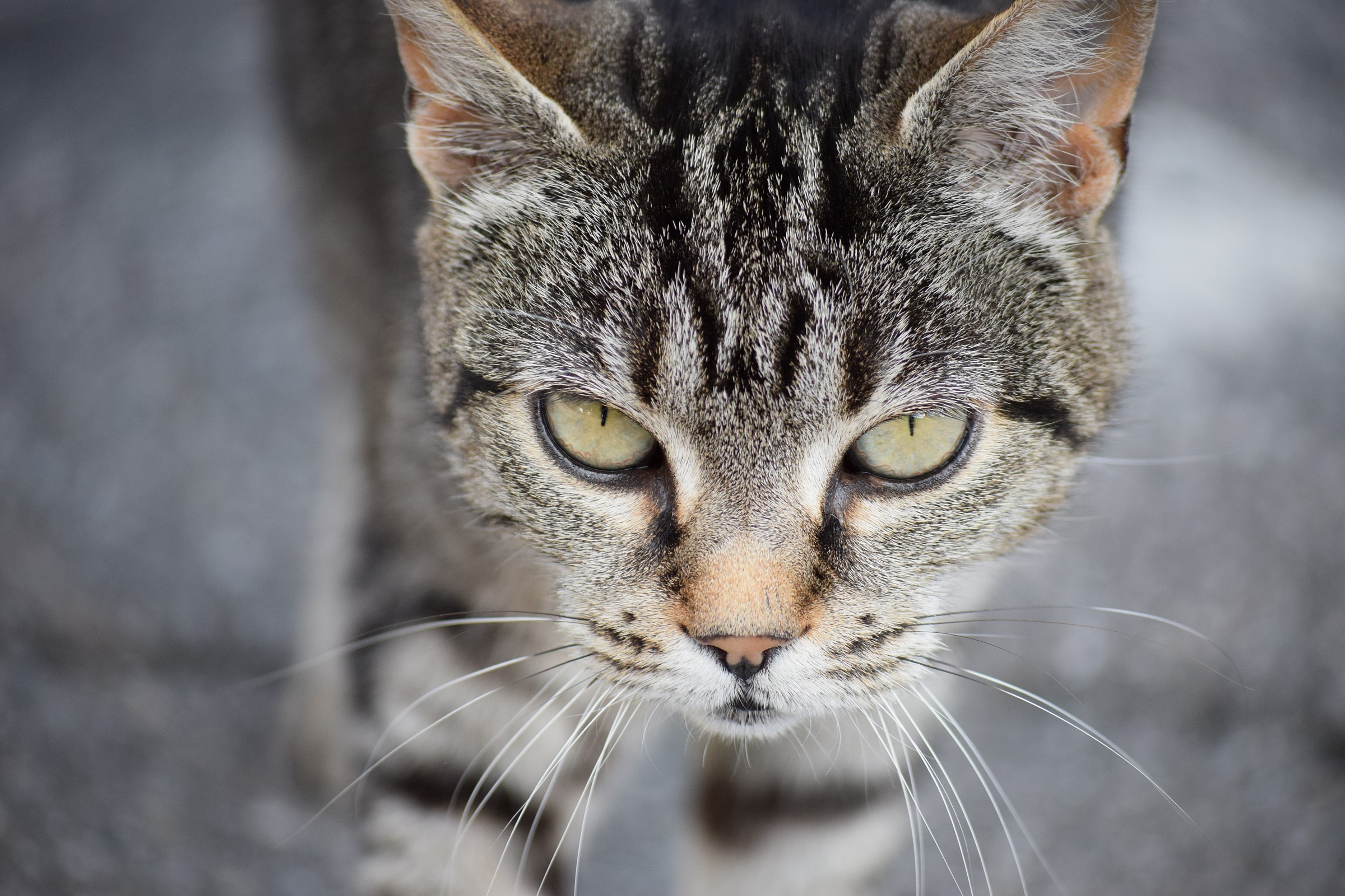 green eyes...