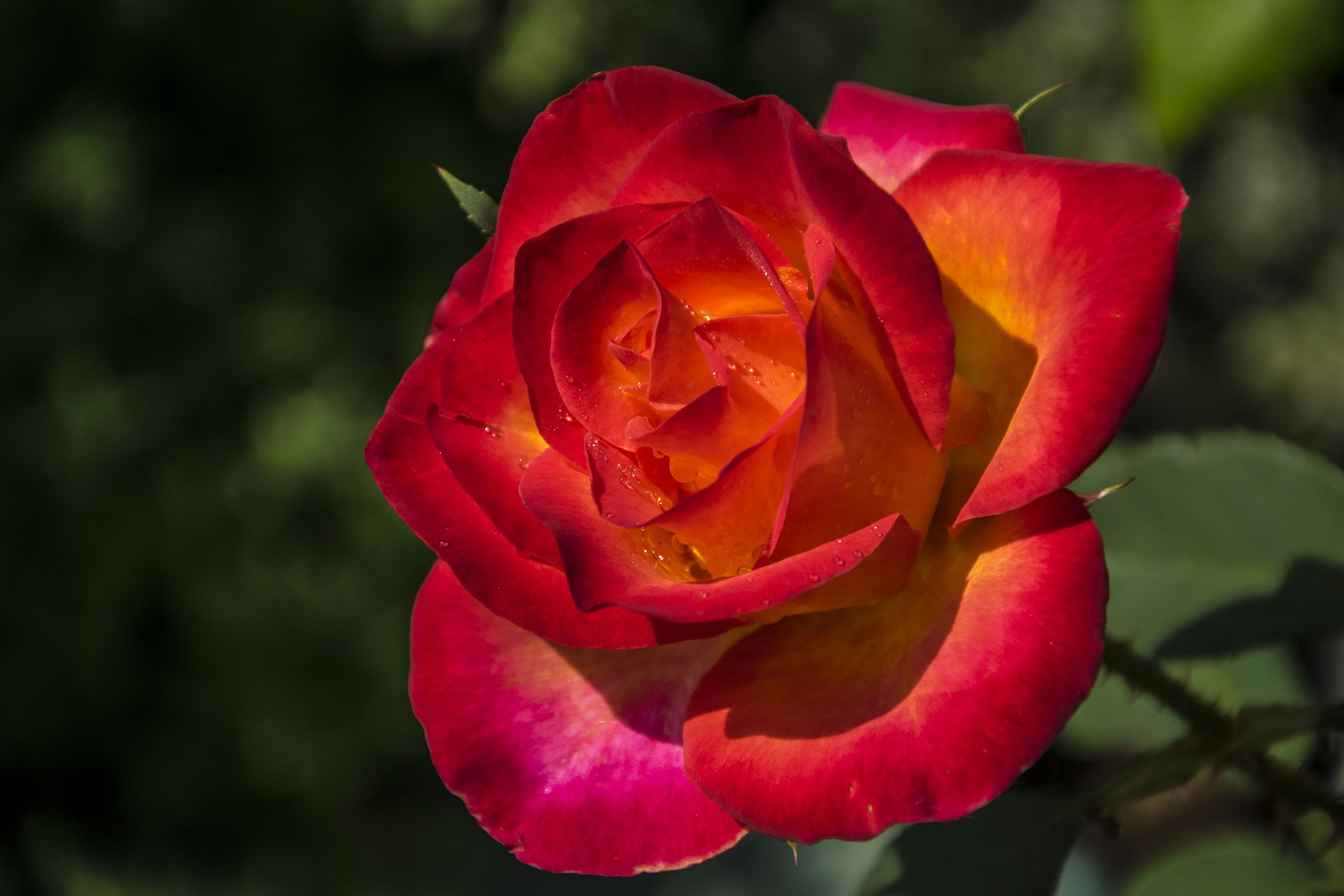 Rosa...