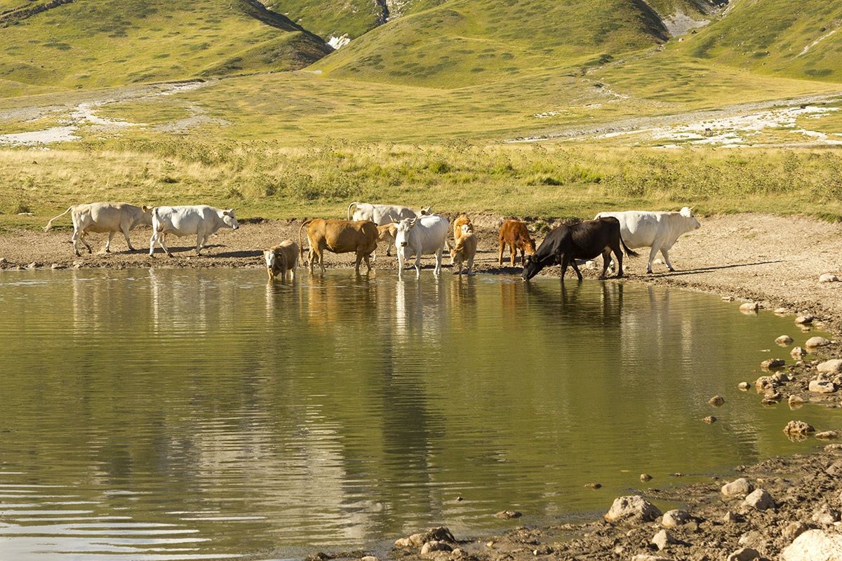 Lago di Pietranzoni - vitelli al pascolo brado...