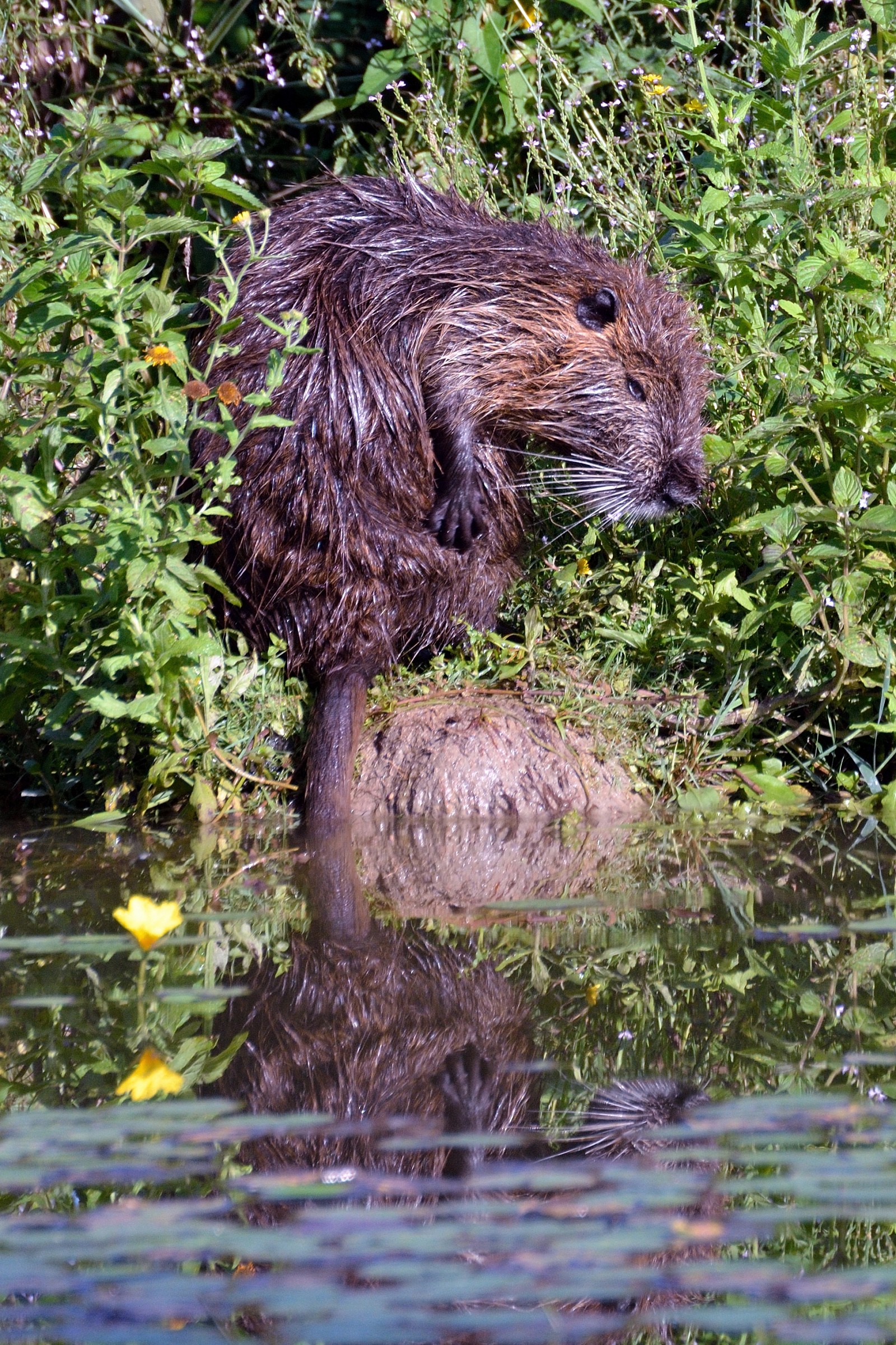 Nutria...