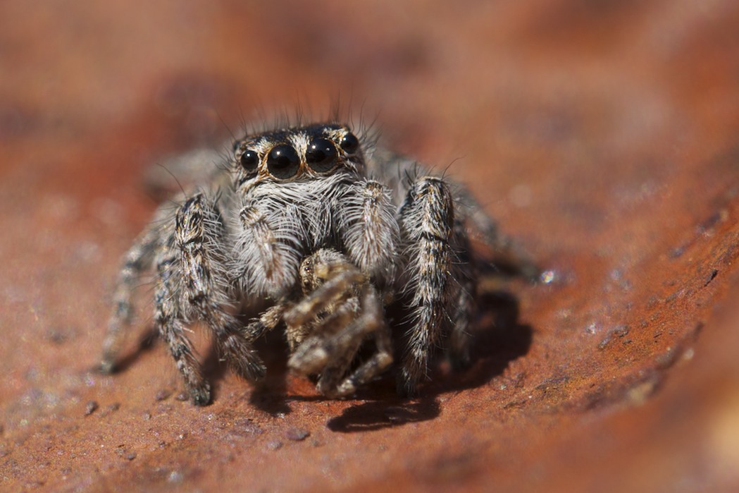 Salticidae: a poco a poco si mangia un altro più piccolo....