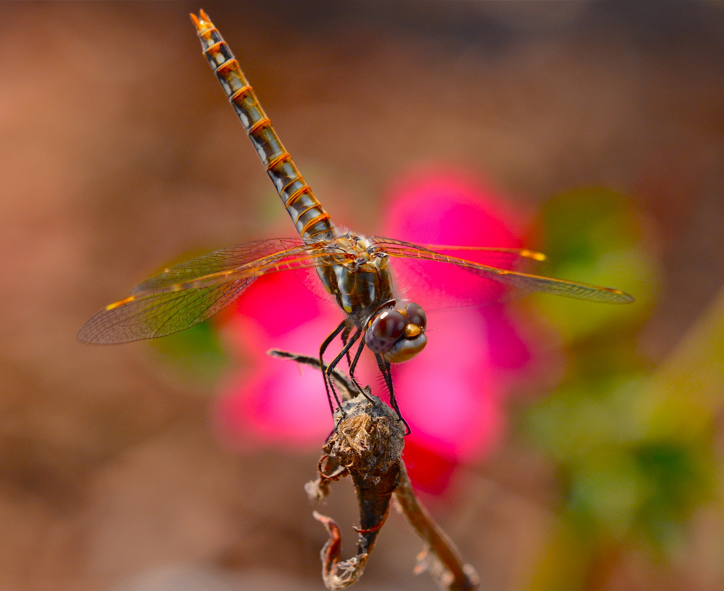 Female Variegated Meadowhawk dragonfly...