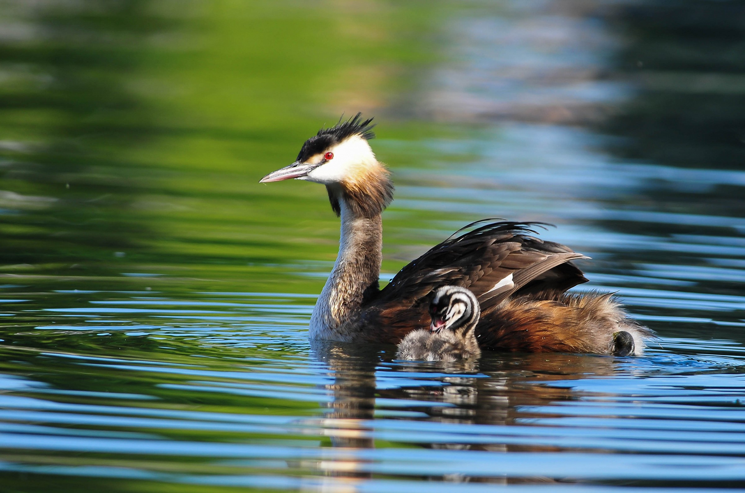 Grebe with offspring...