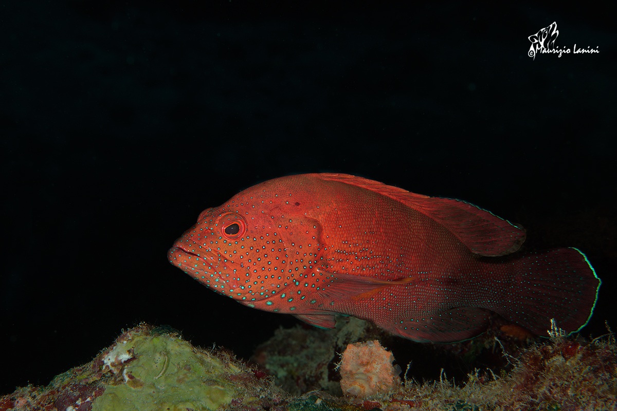 Red grouper...