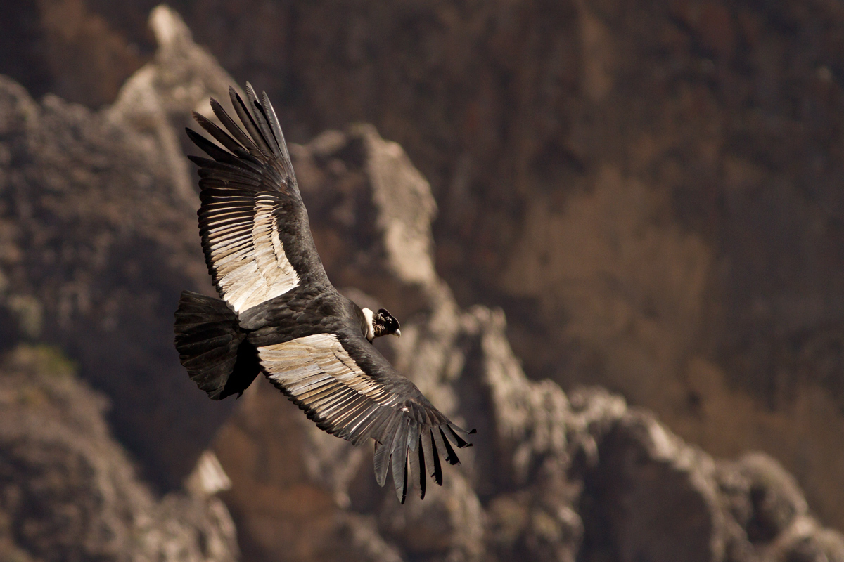 Condor of the Andes...