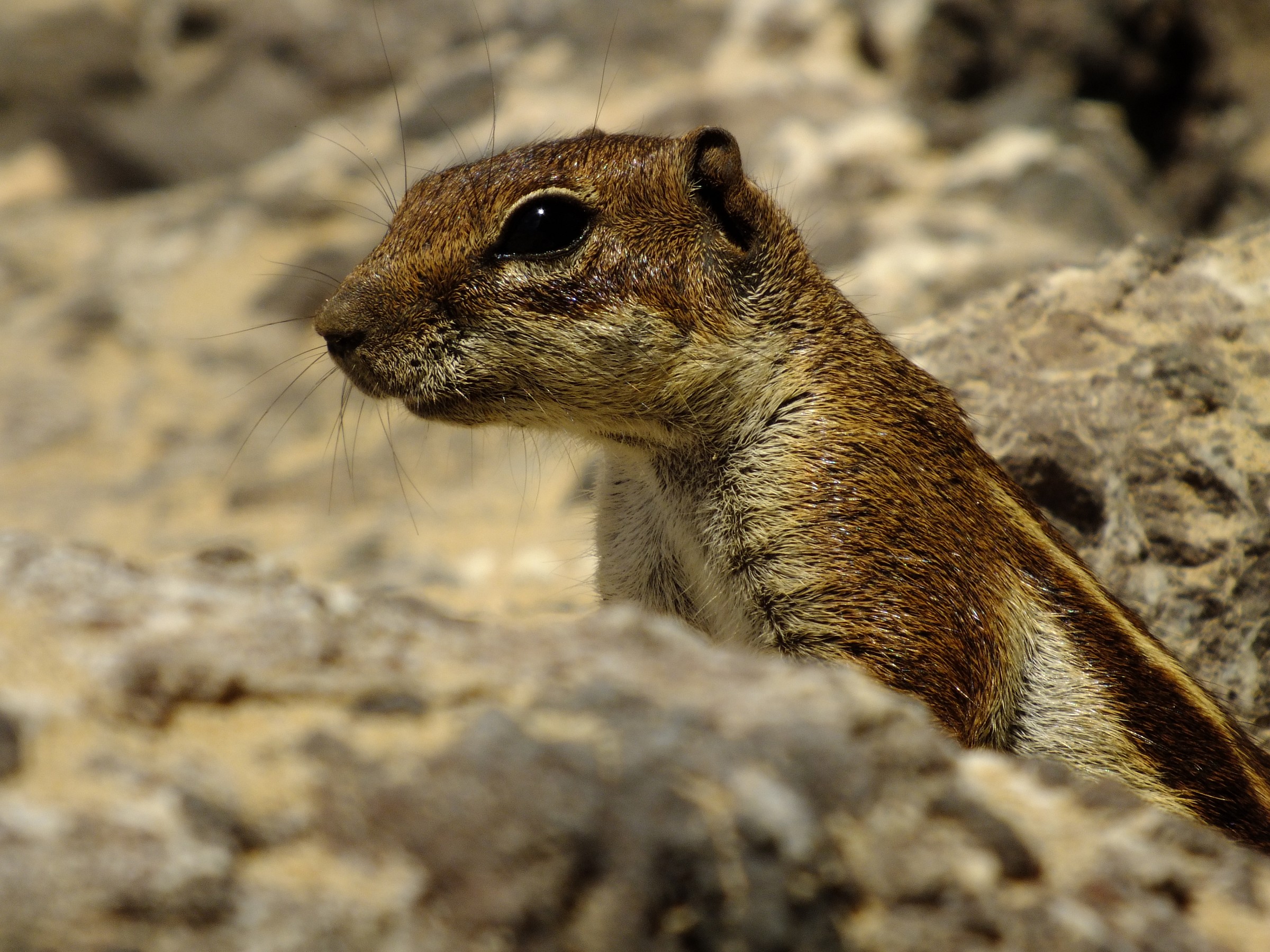 Barbary Ground Squirrel...