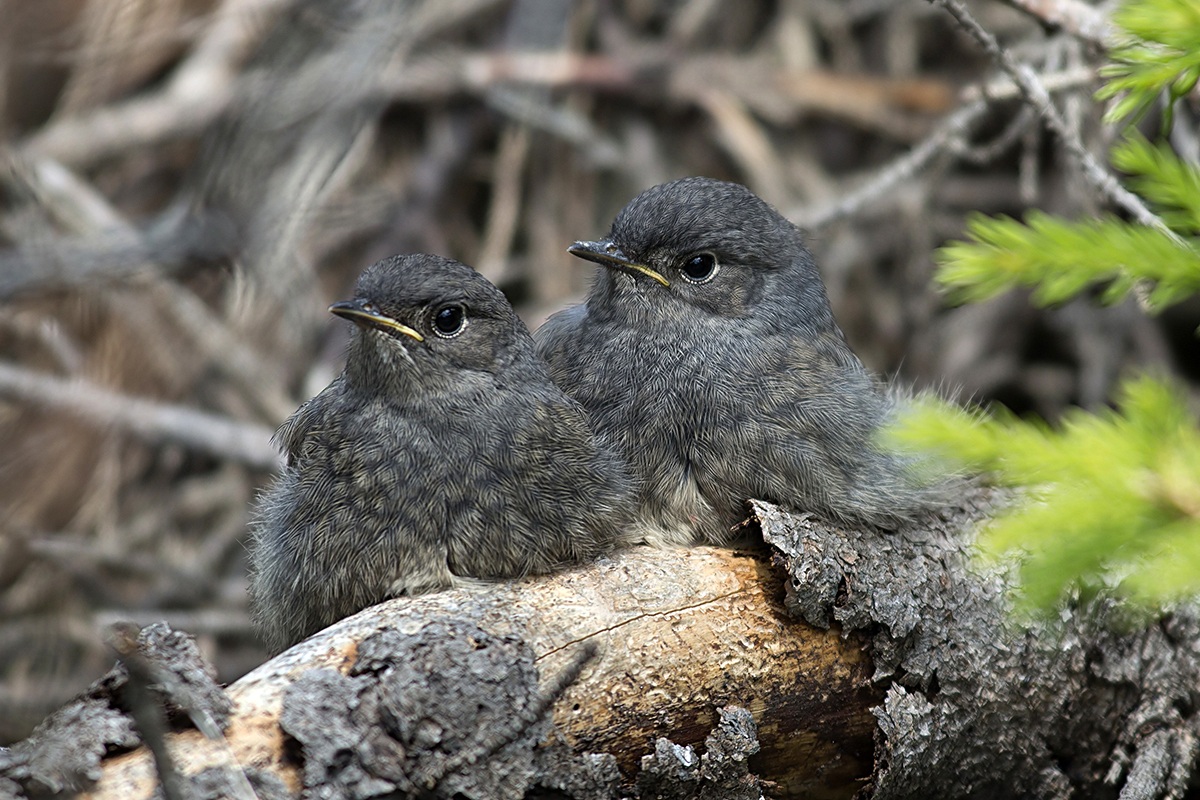 Brothers black redstart...