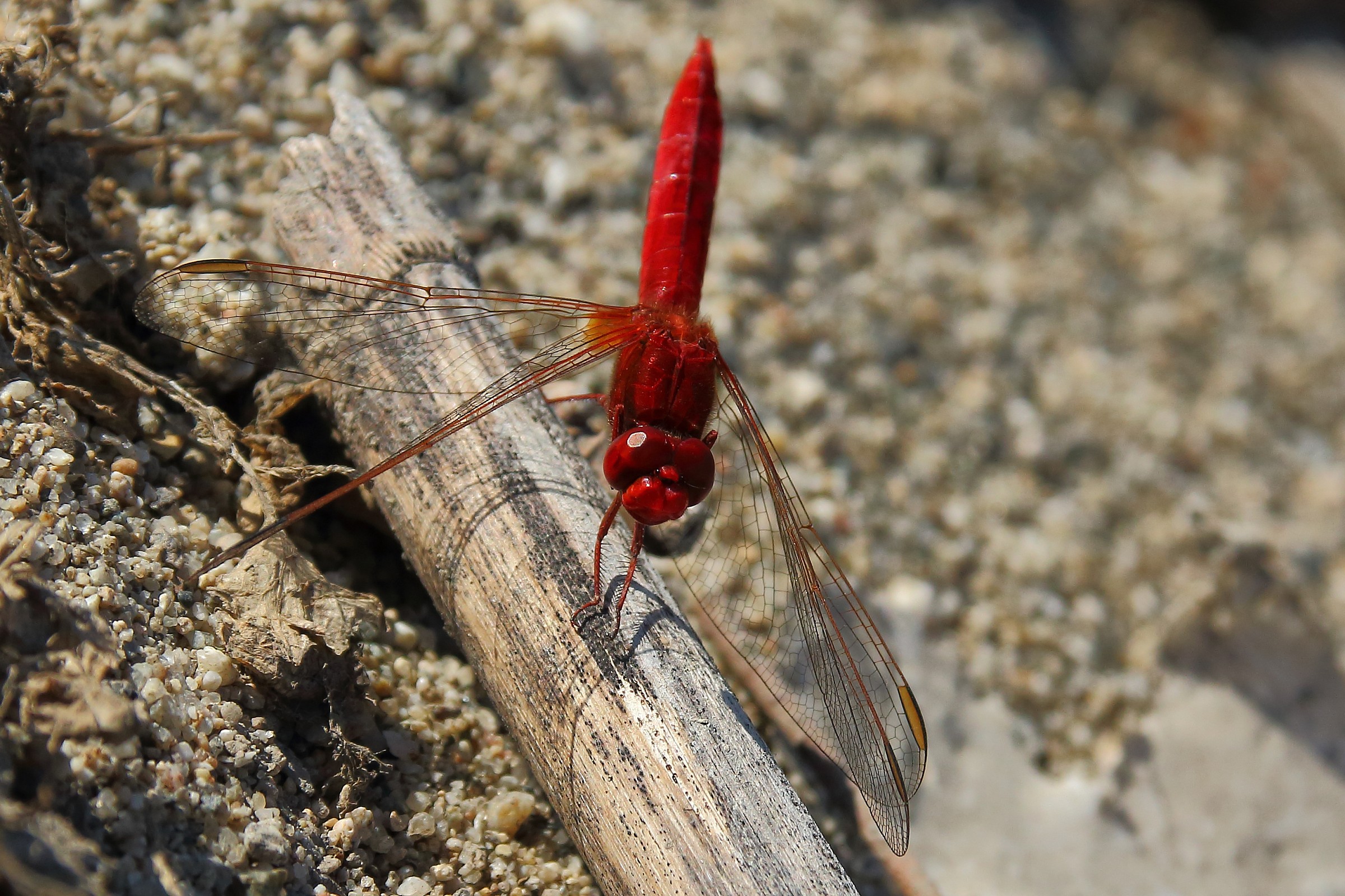 Libellula rossa...