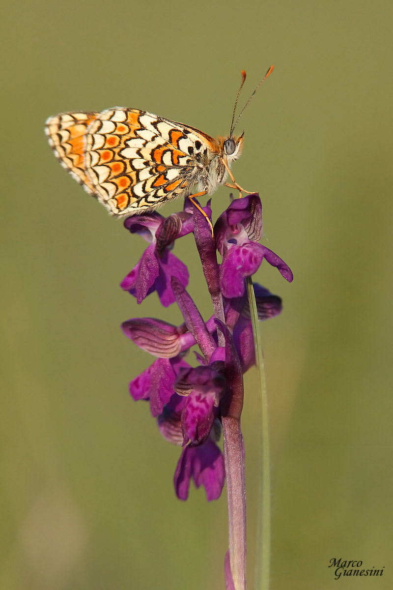 Butterfly on Orchid...