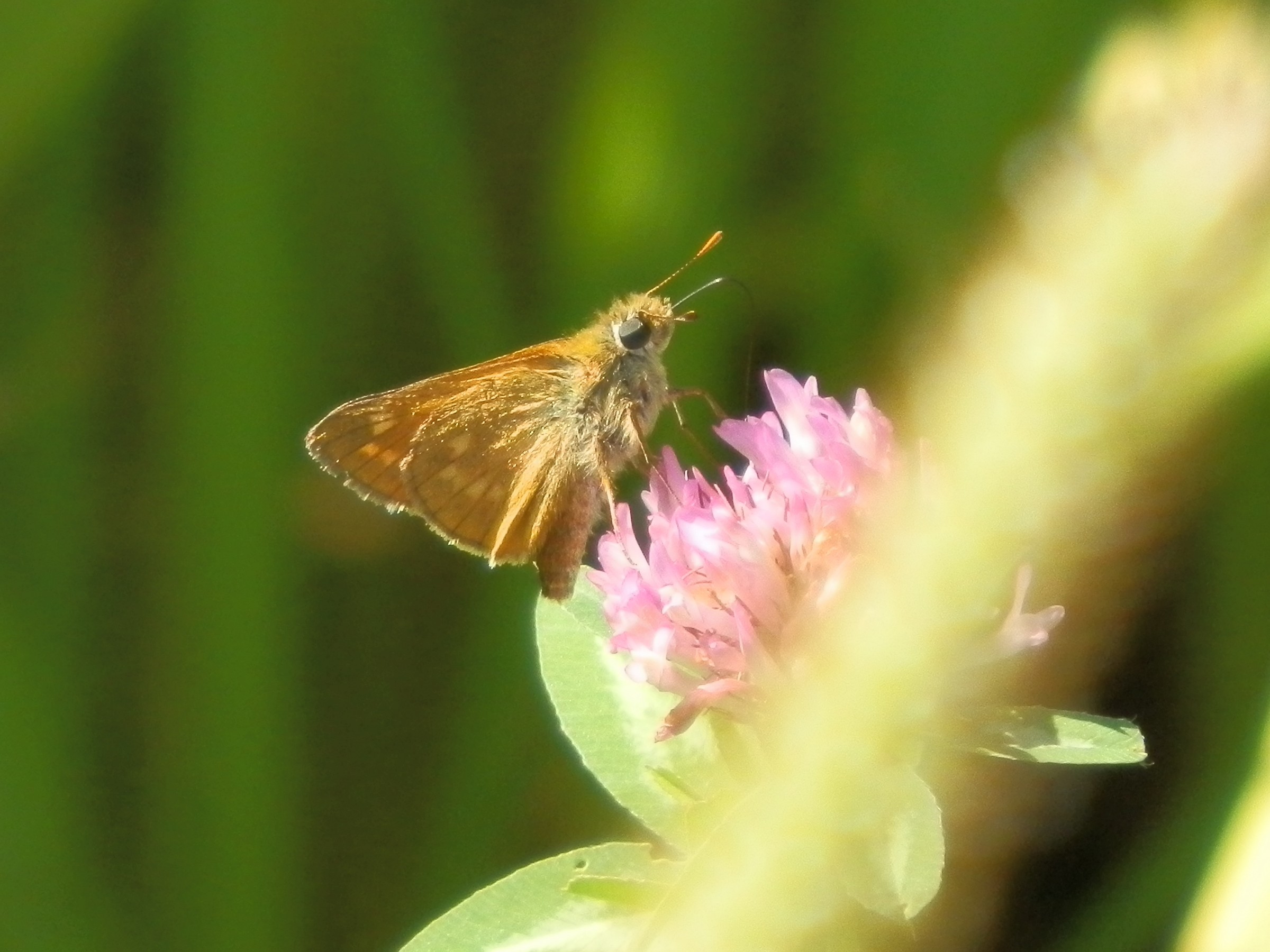 small butterfly with flower field...