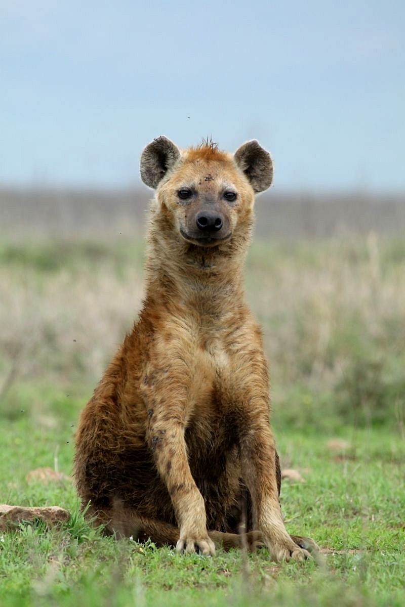Nice hyena...