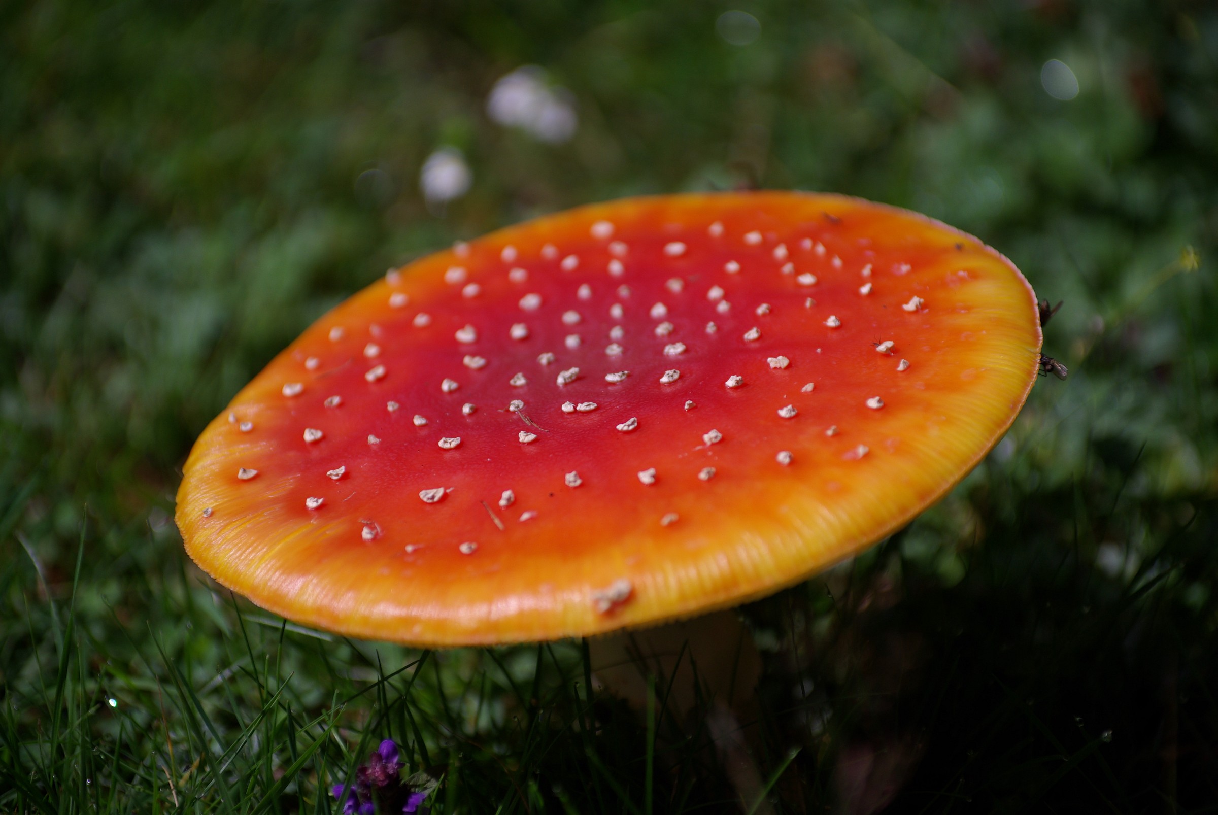 macro mushroom...