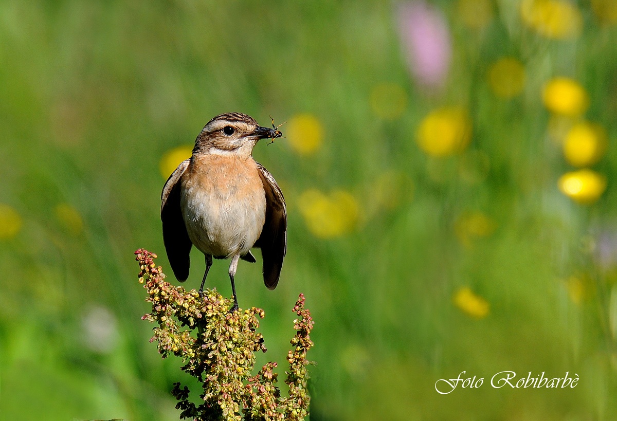 Whinchat ......