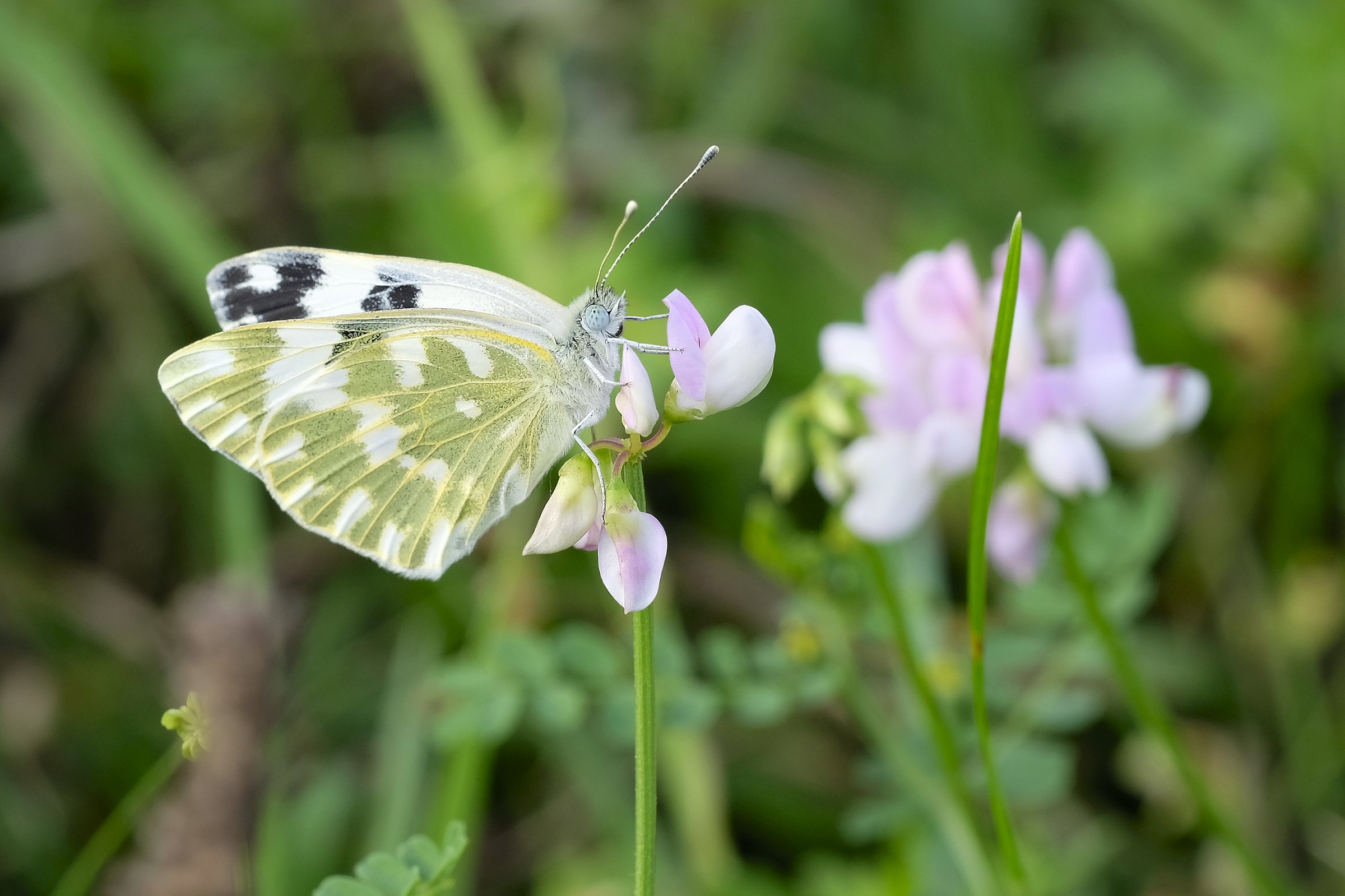 Pieris Edusa...