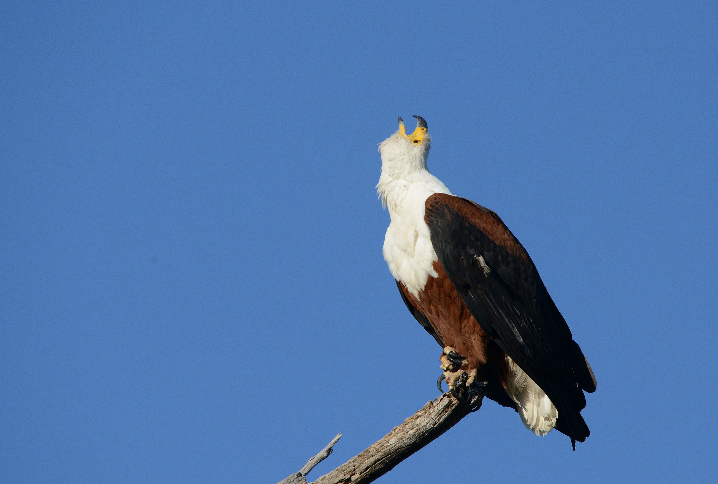 African Fish Eagle...