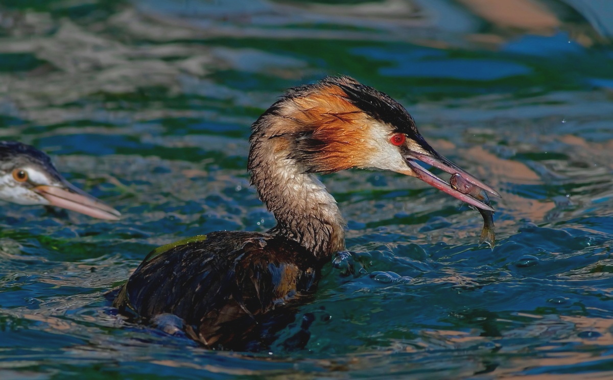 Great Crested Grebe: Me the steps !!...
