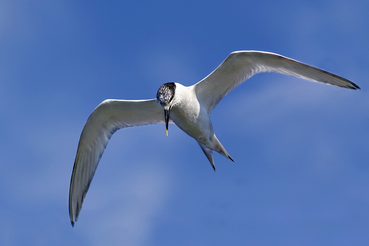 Sandwich Tern in flight...