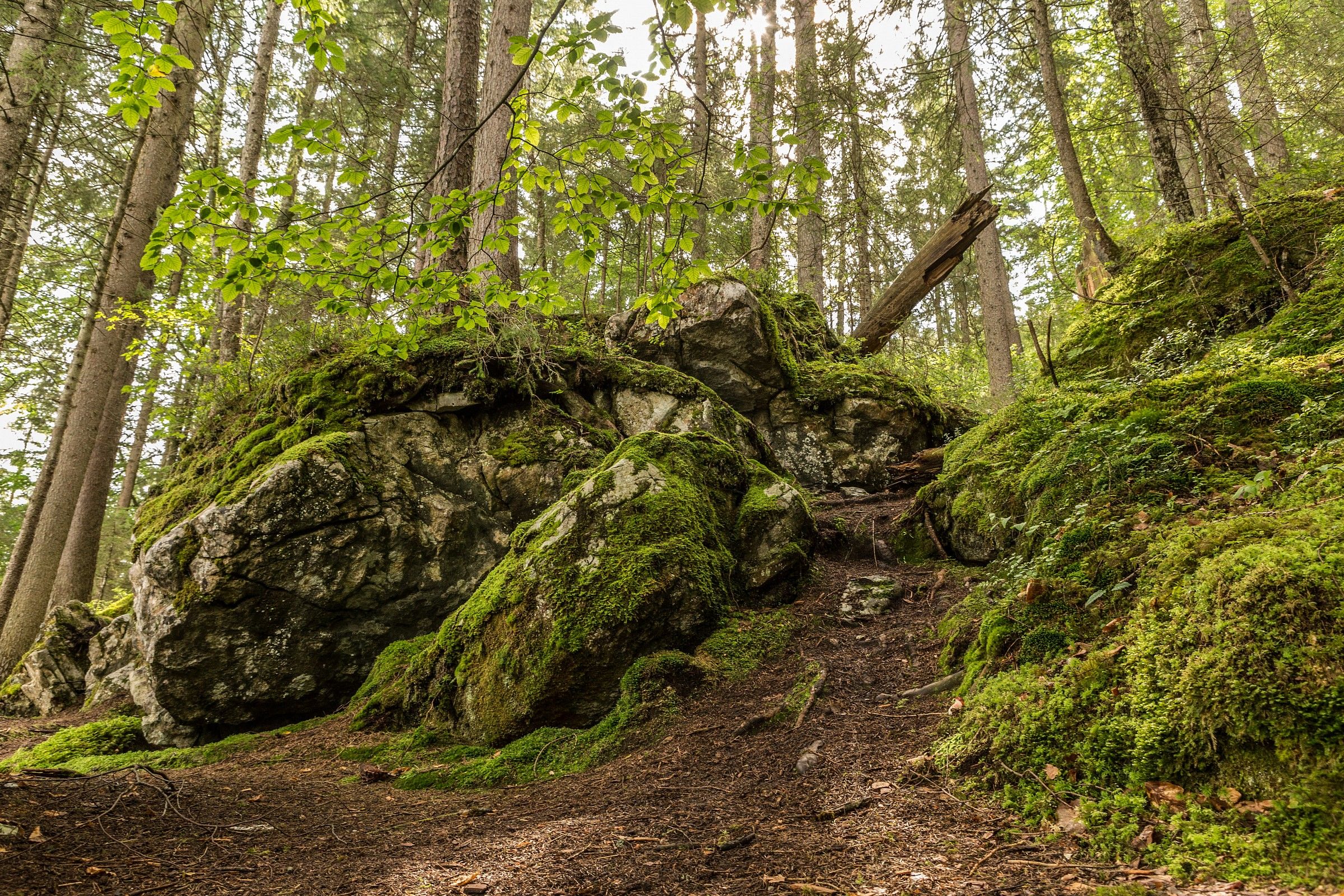 Bosco di Eibsee...