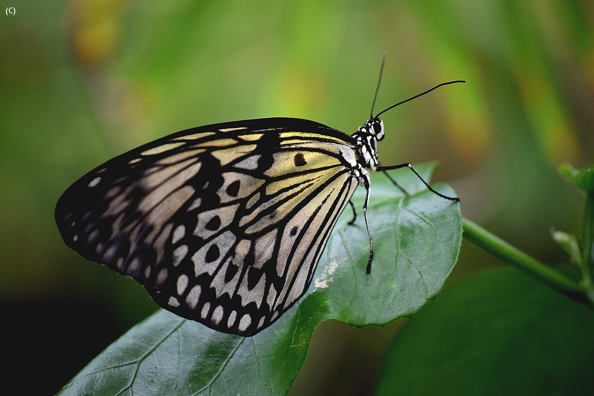 butterfly...