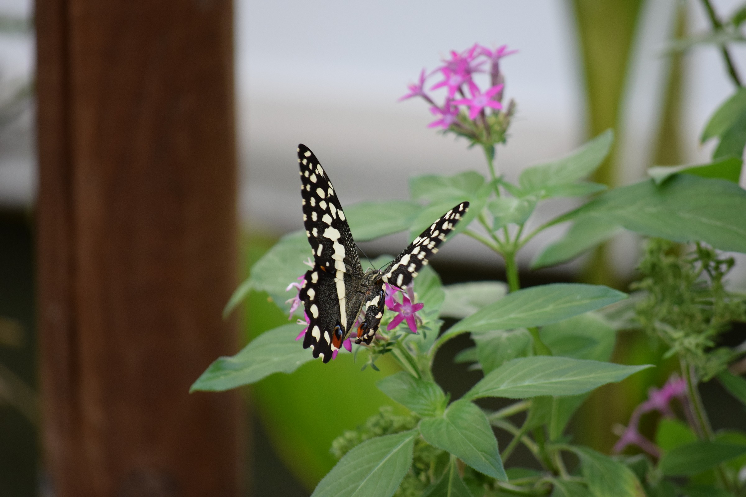 butterfly...