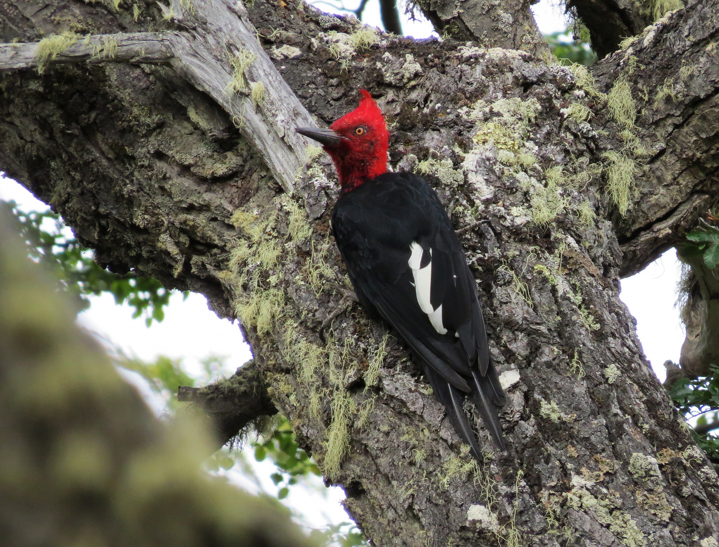 Magellanic Woodpecker...