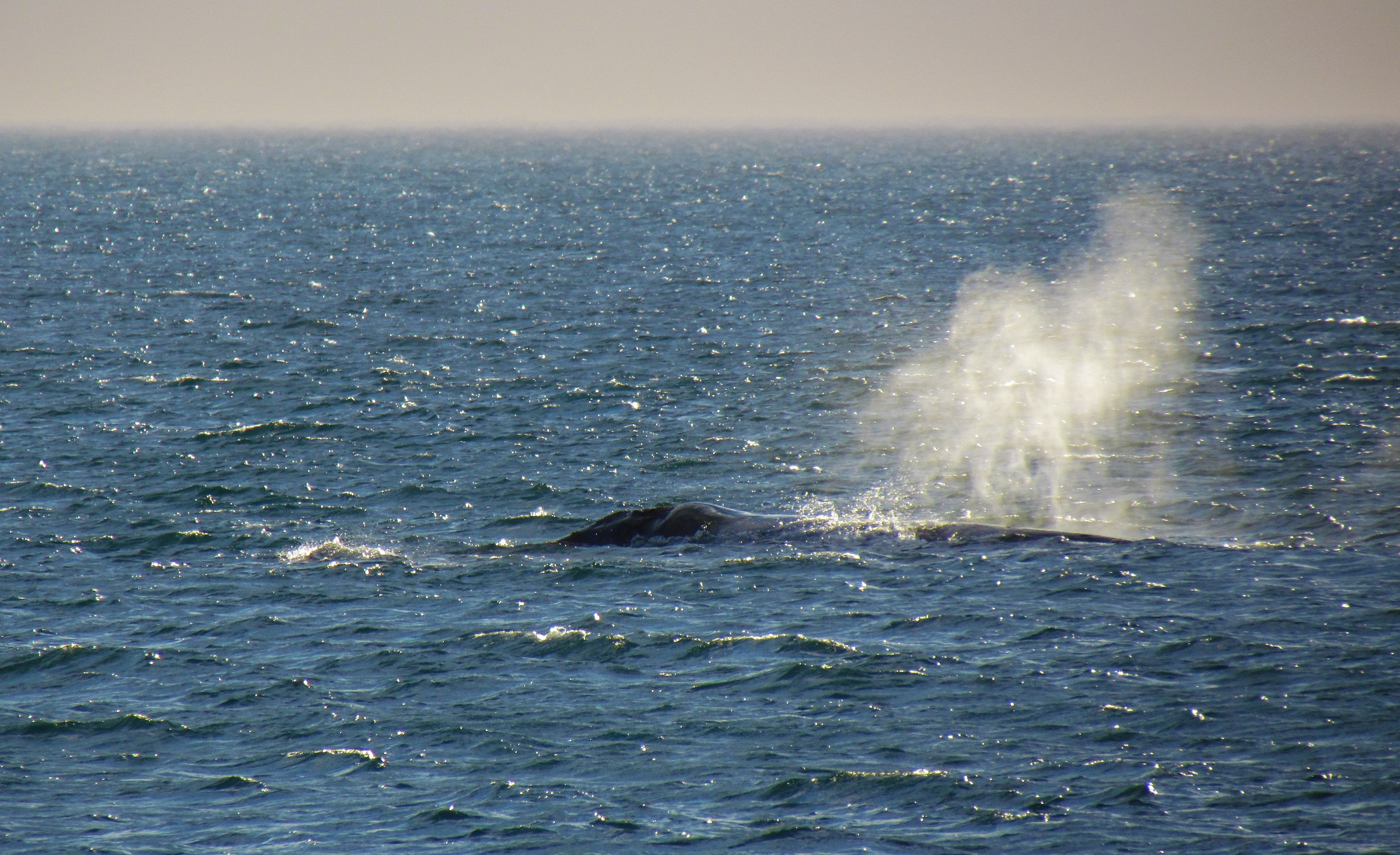 Balena franca australe...