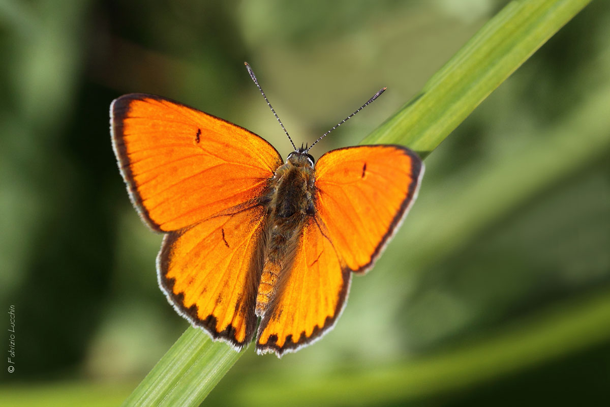 Lycaena dispar male...