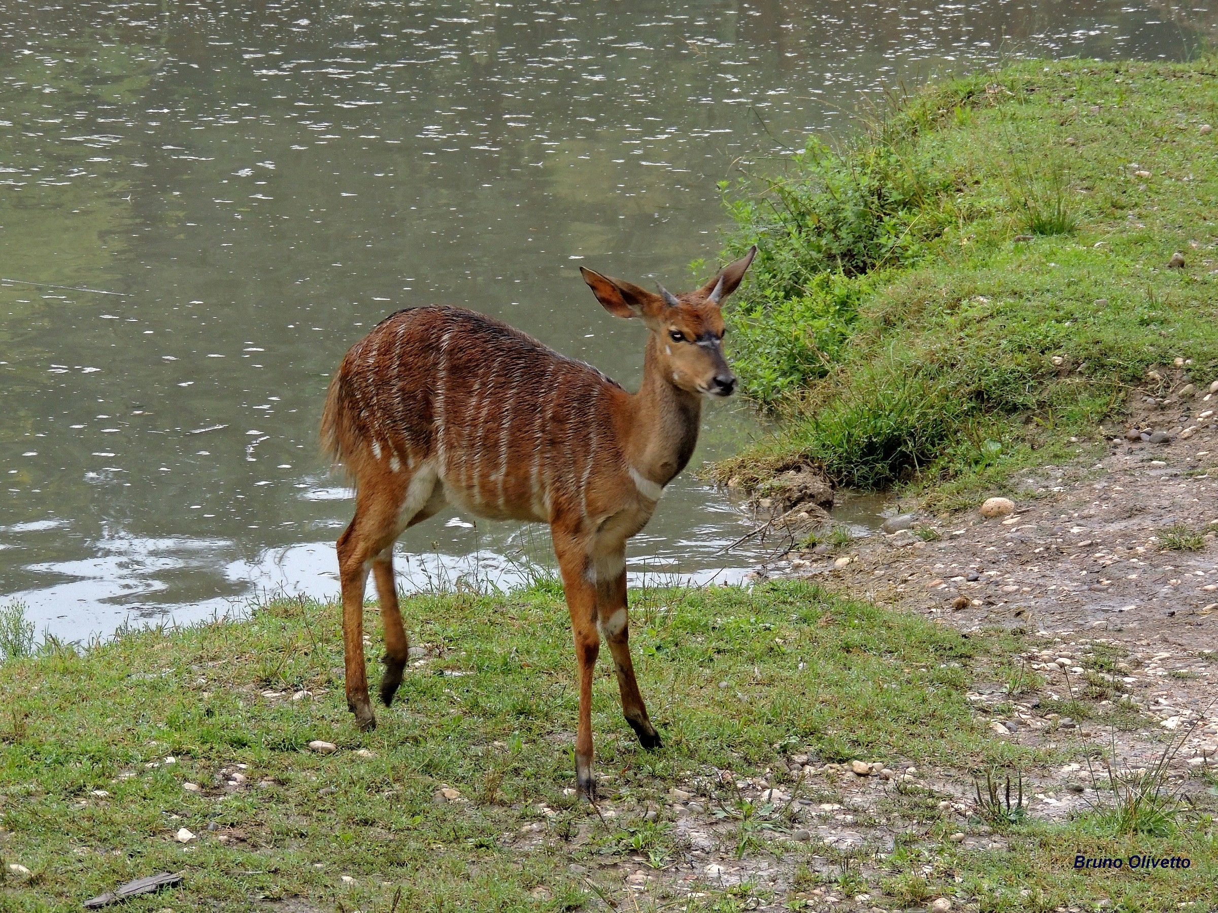 nyala...
