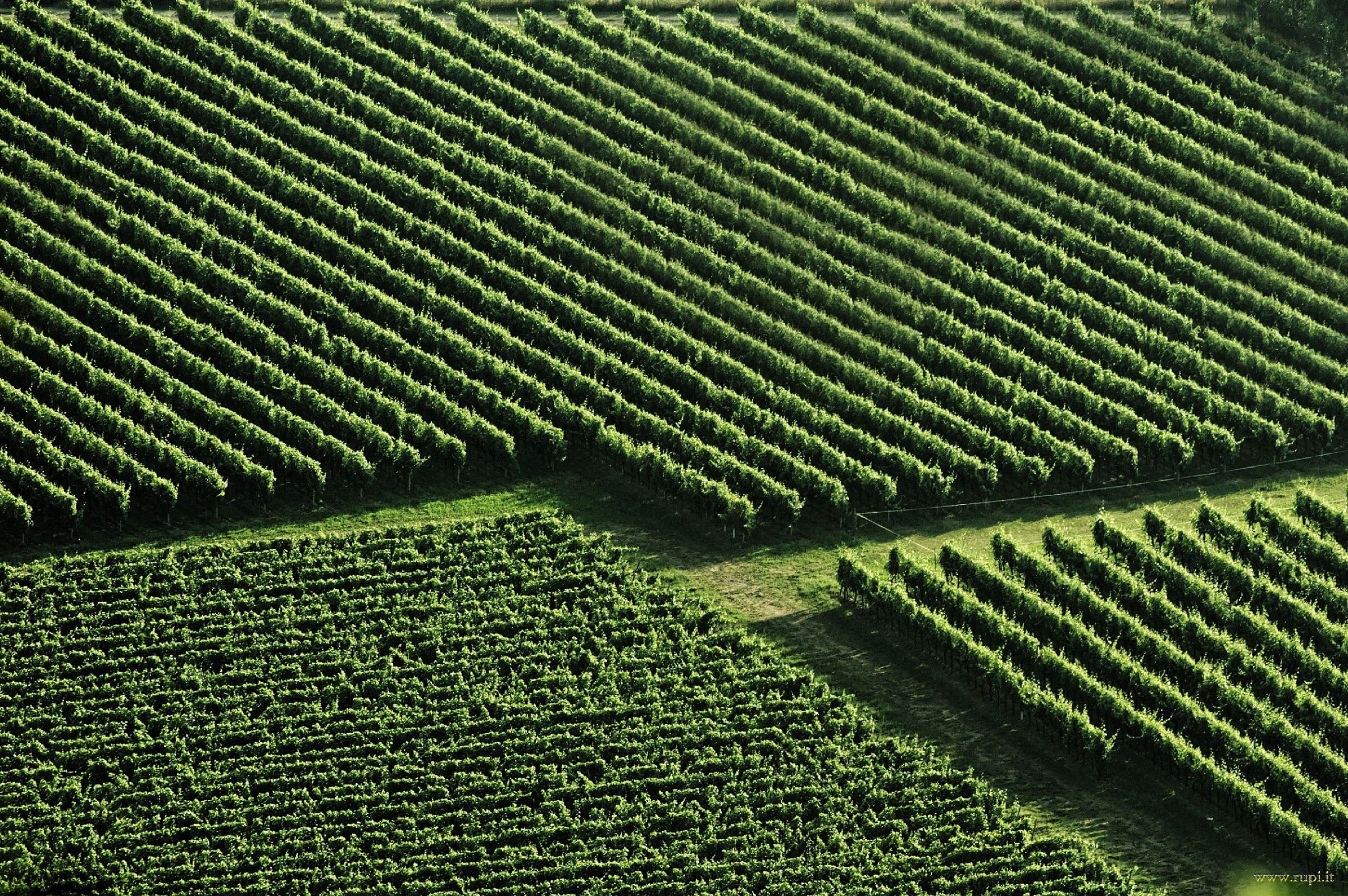 Vineyards of Franciacorta - 02...