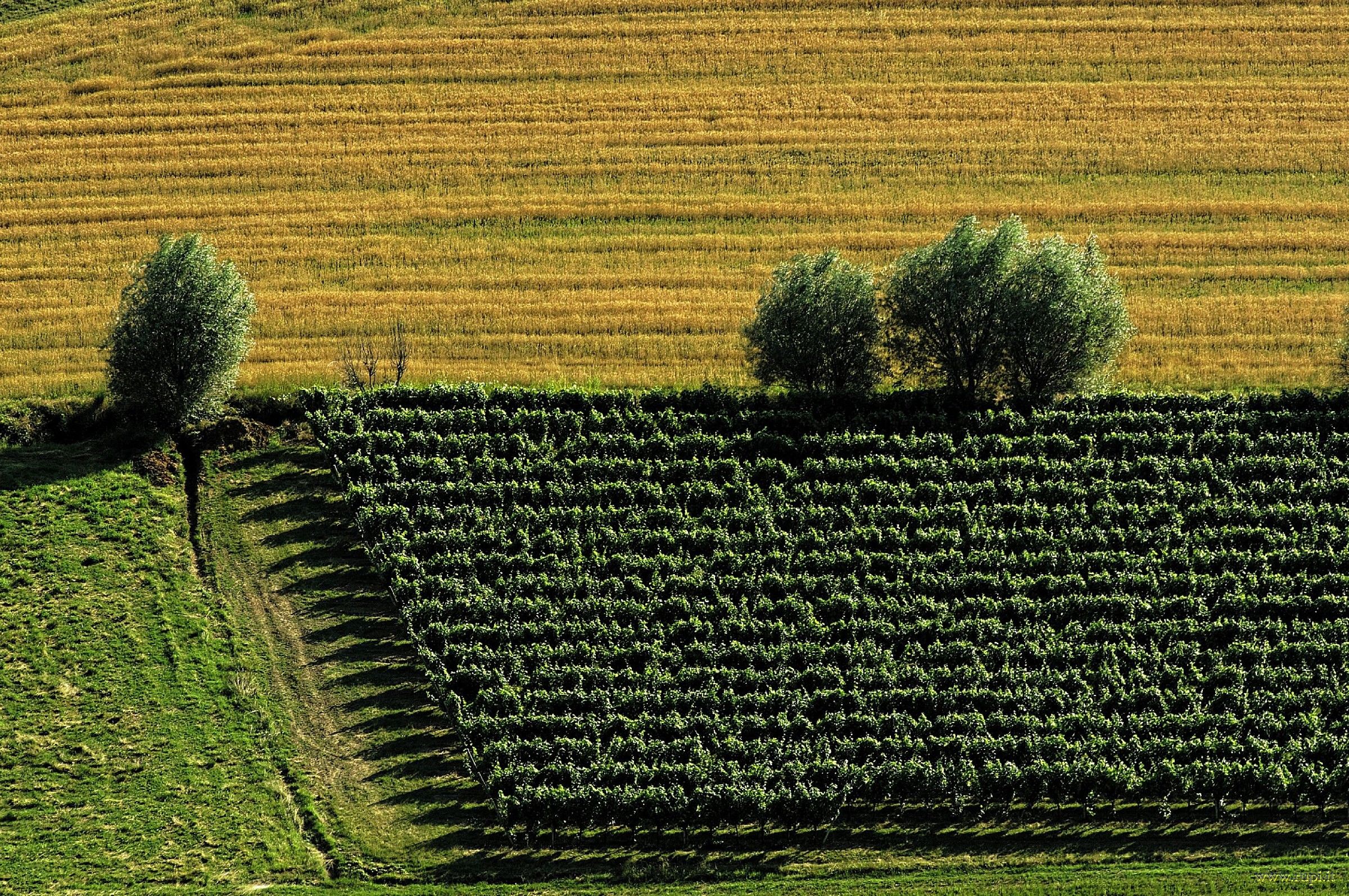 Fields and vineyards of Franciacorta - 03...