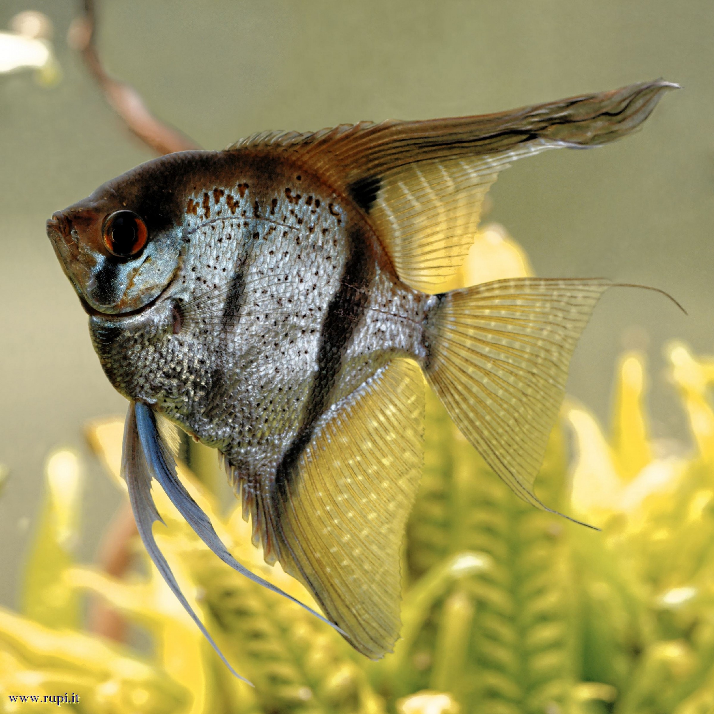 Pterophyllum Scalare...